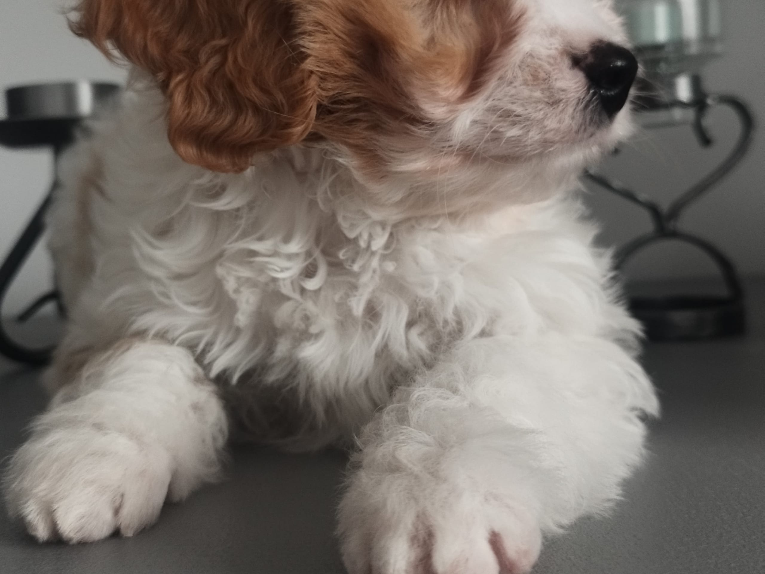 Hjortkvarns Cavapoo