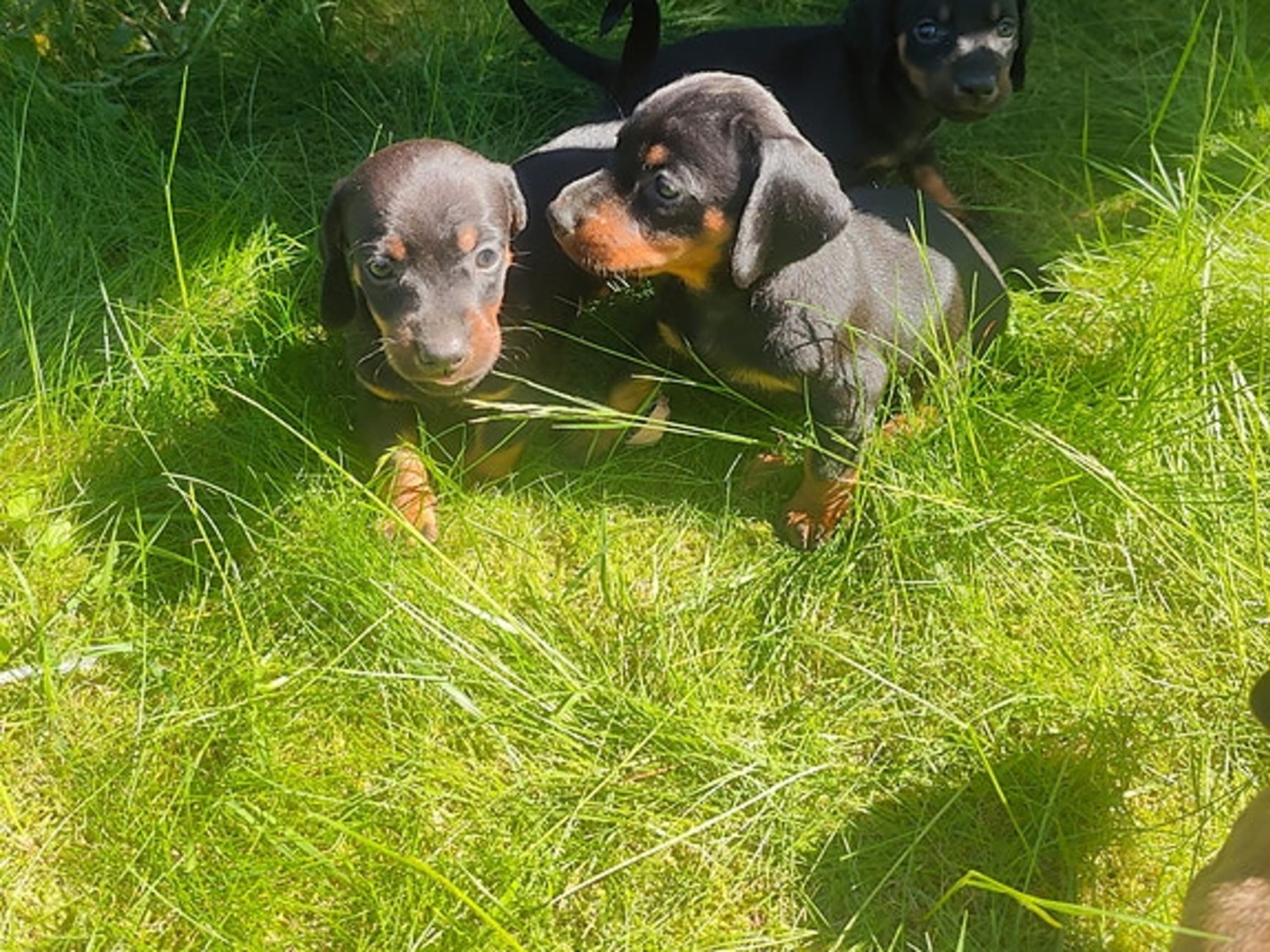 Dachshund · Helle · Rune Rasmussen