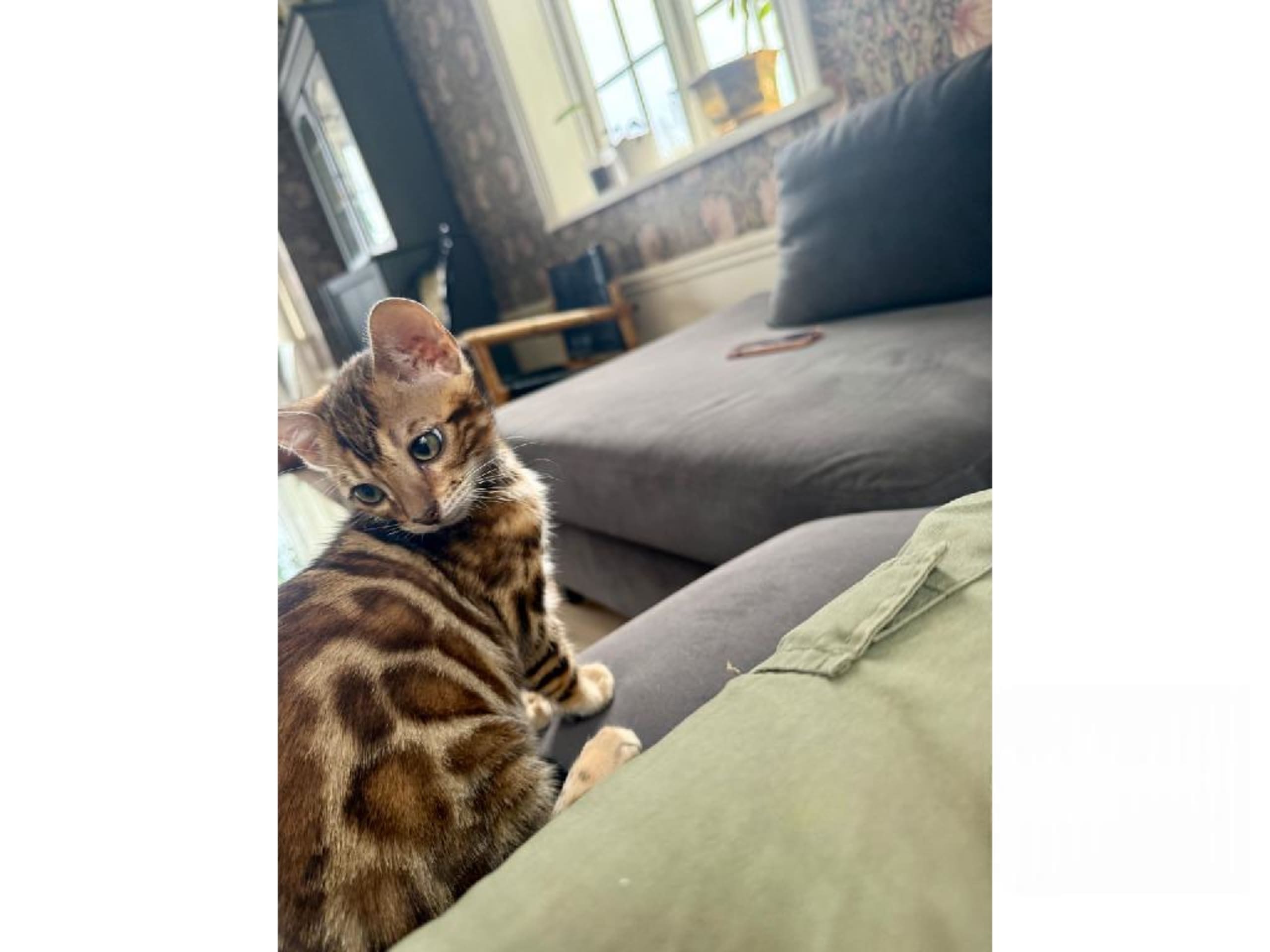 Bengal · Ekerö · SE*ExoticJungleCats