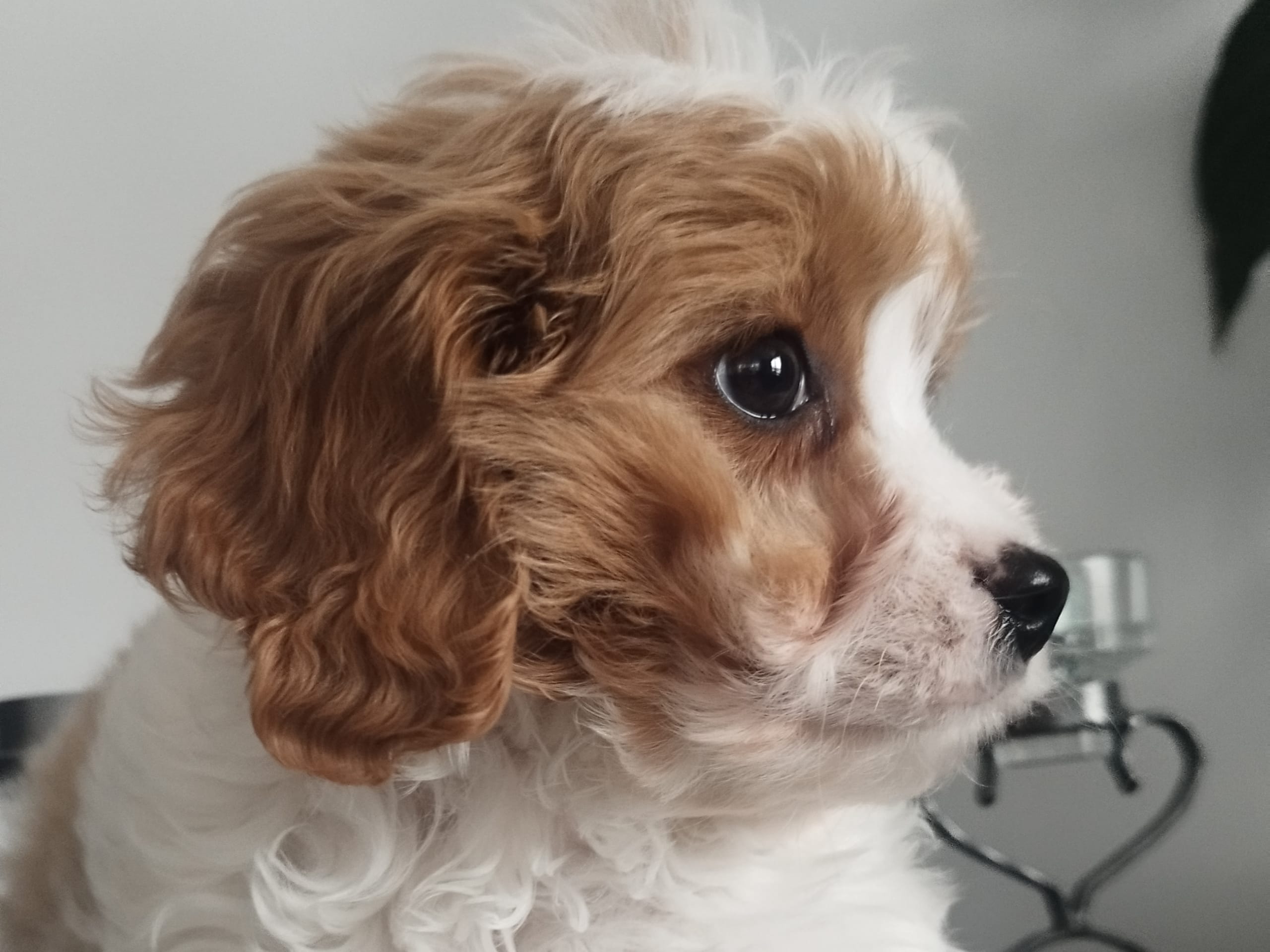 Hjortkvarns Cavapoo