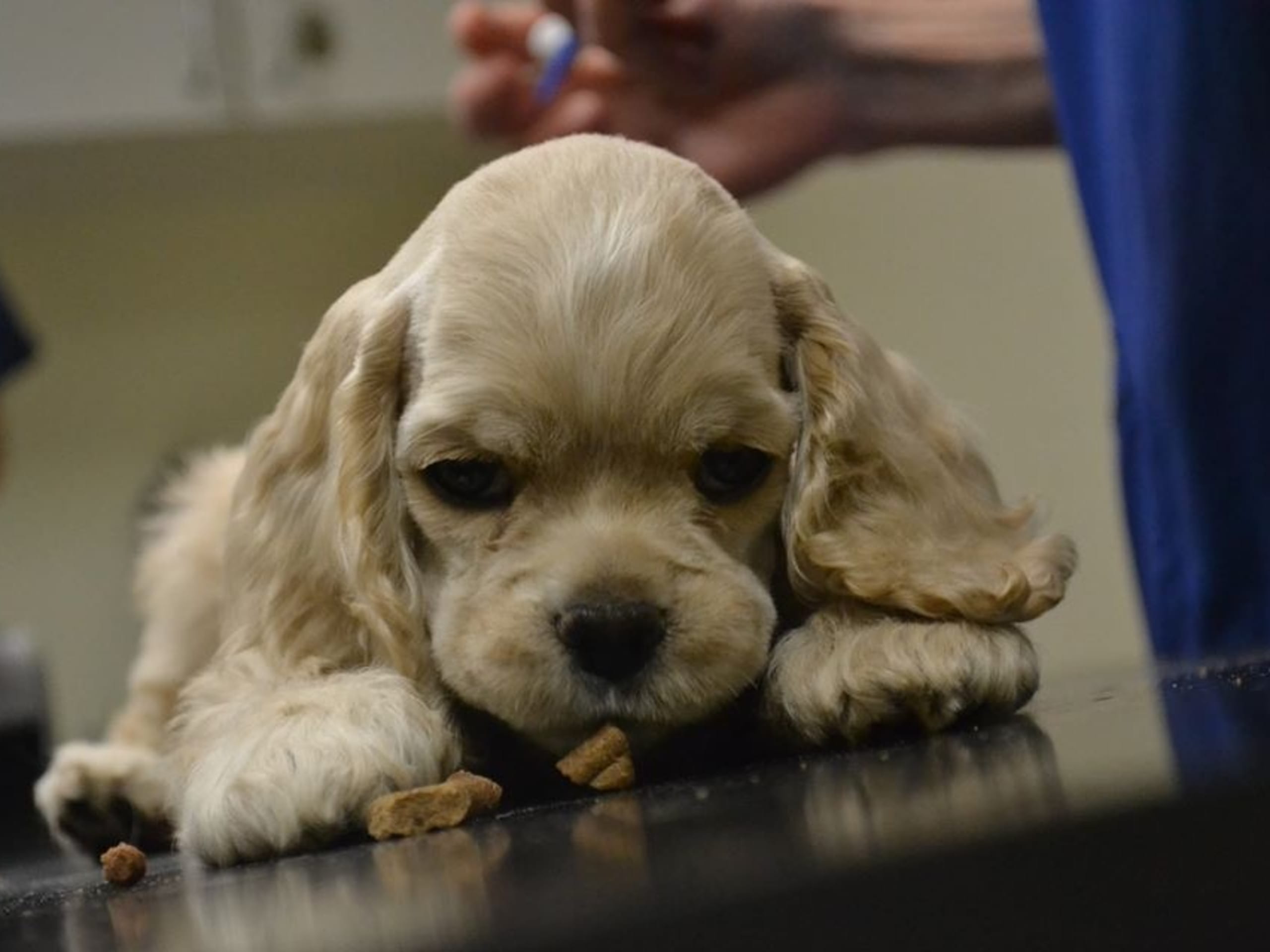 Amerikansk cocker spaniel · Simlångsdalen · Cathrine Uhrberg