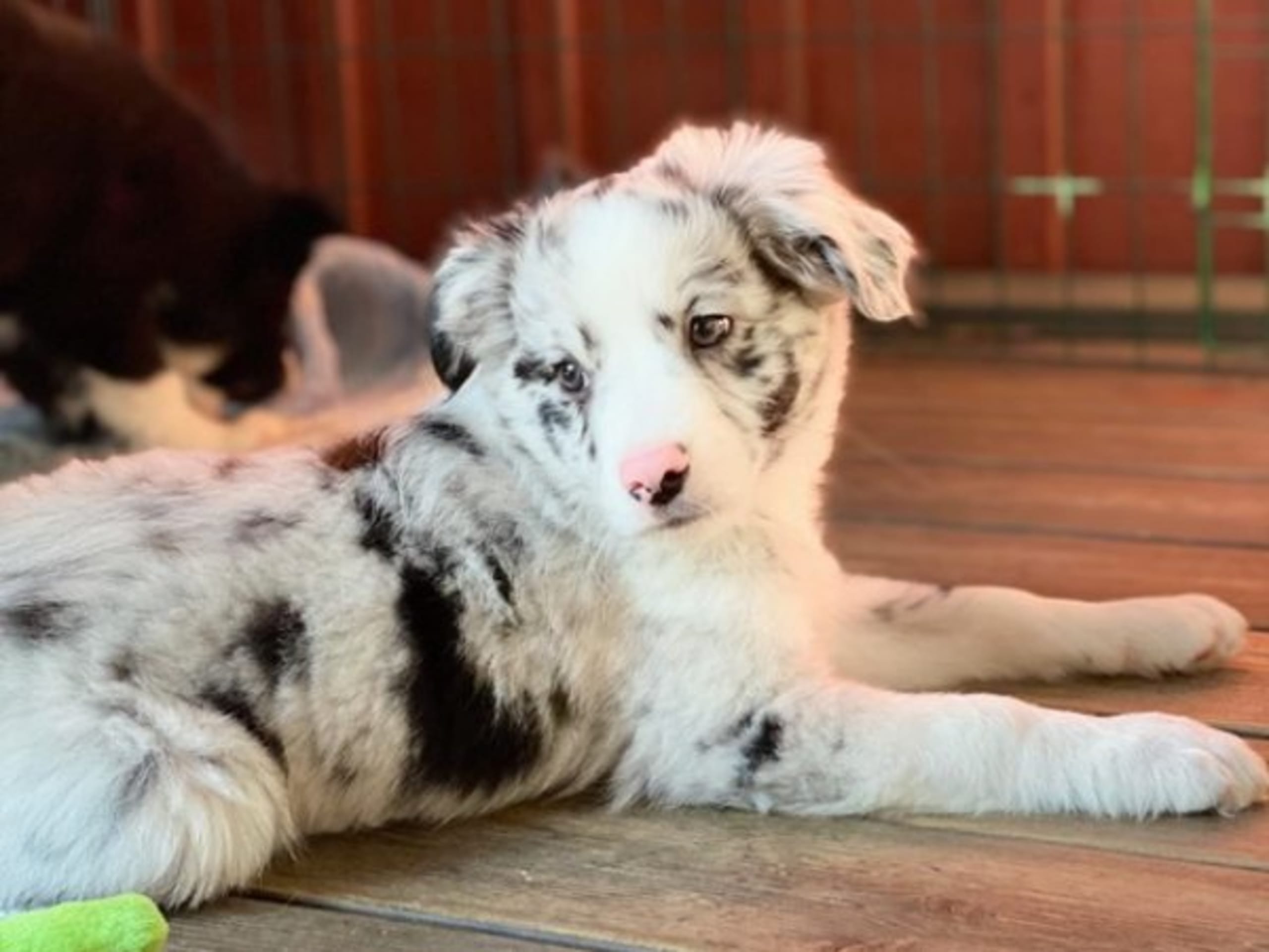 Miniature american shepherd · Skepplanda · Sagolika Mas