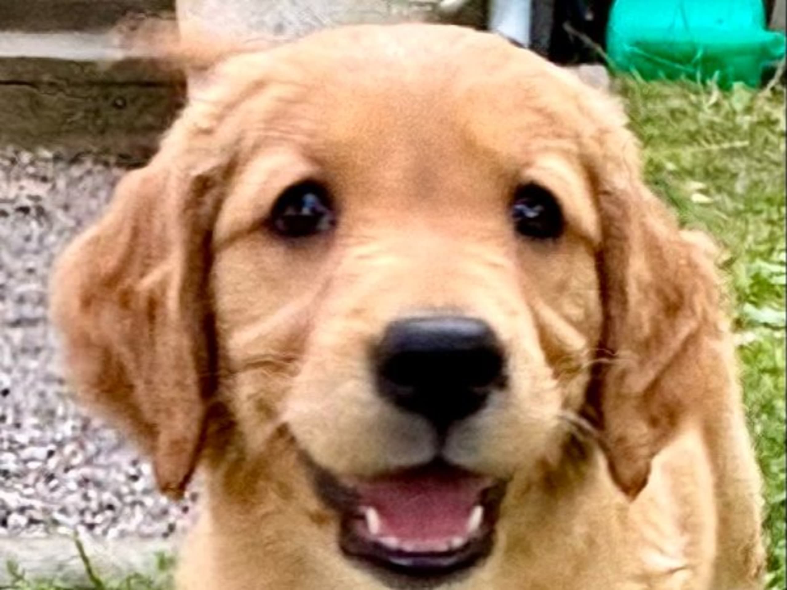 Golden Retriever · Vallentuna · wintergold’s