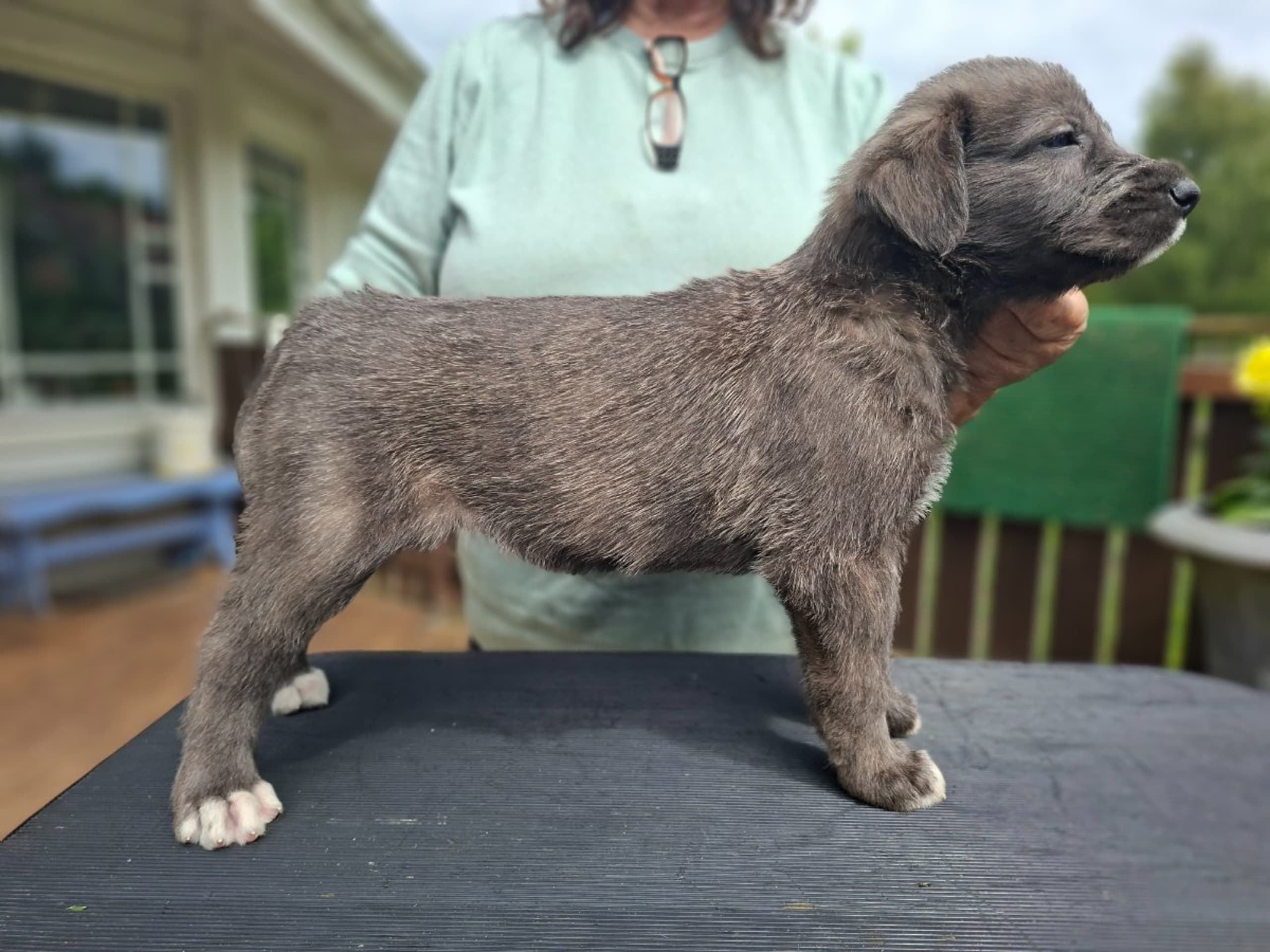 Irish Wolfhound · Åsa · Manowar