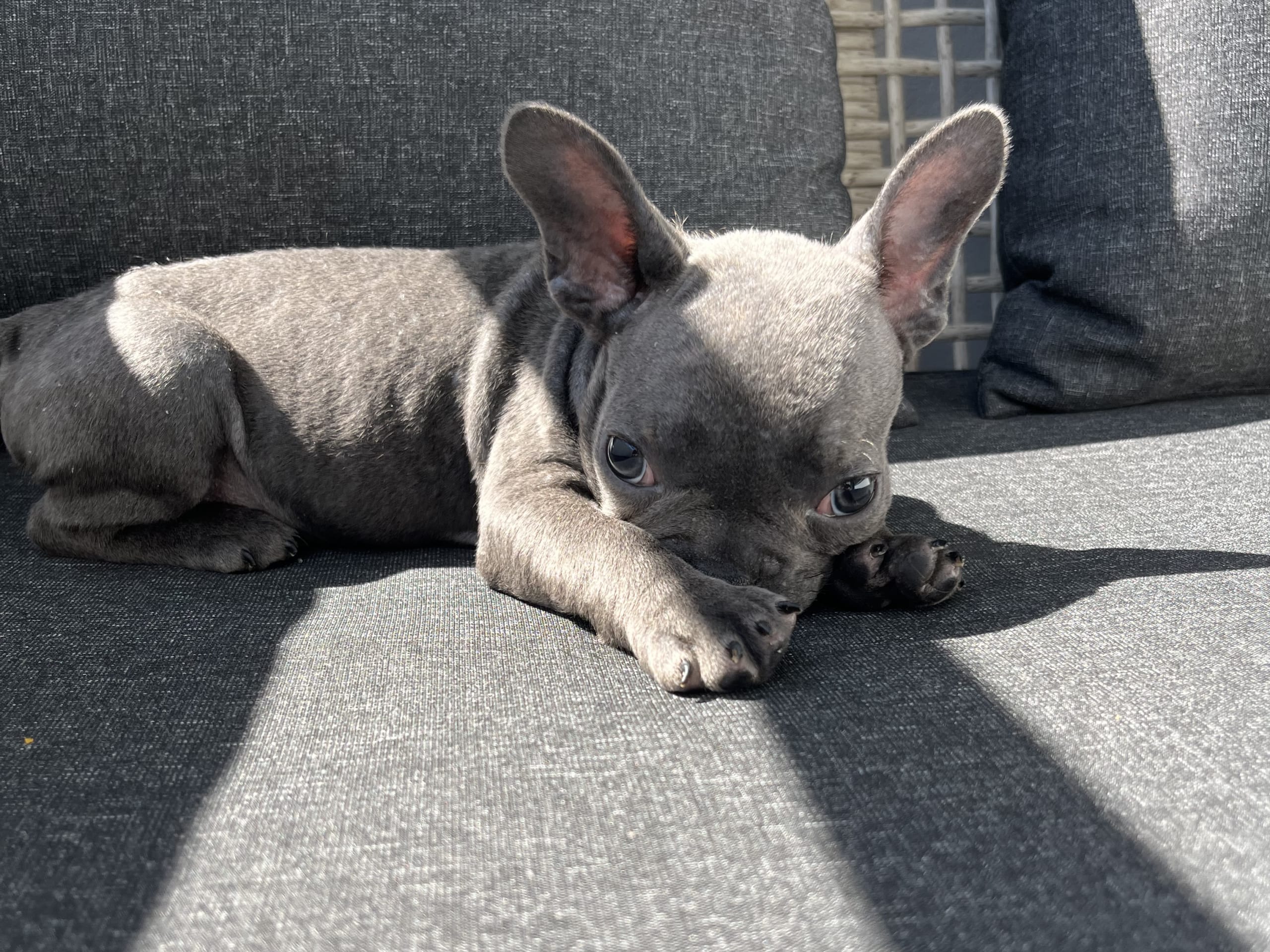 French Bulldog · Norrköping · Emiras frallor