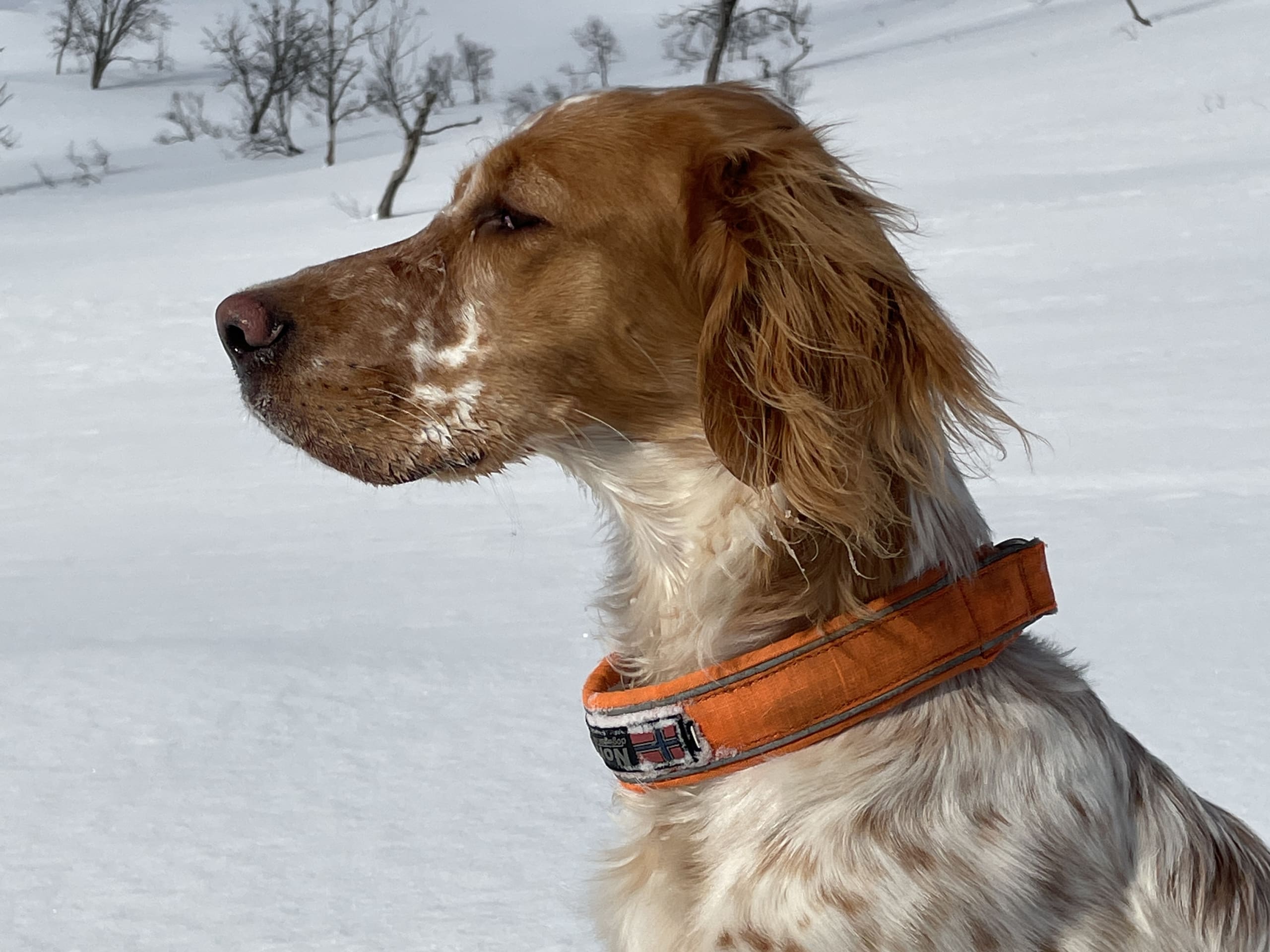 Engelsk setter · Førde · Joachim M.