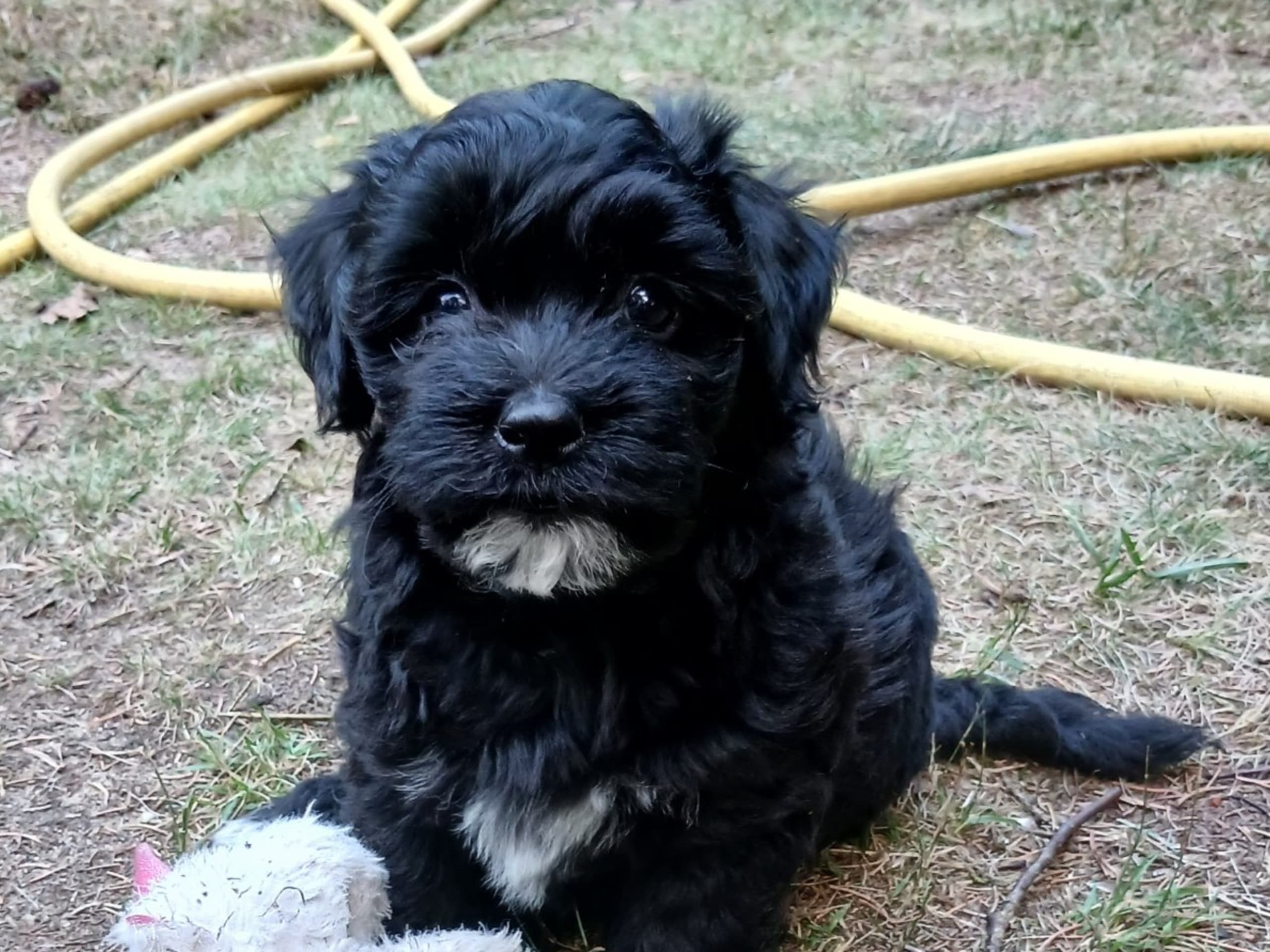 Bichon havanais · Veberöd · Hedbergs Härliga