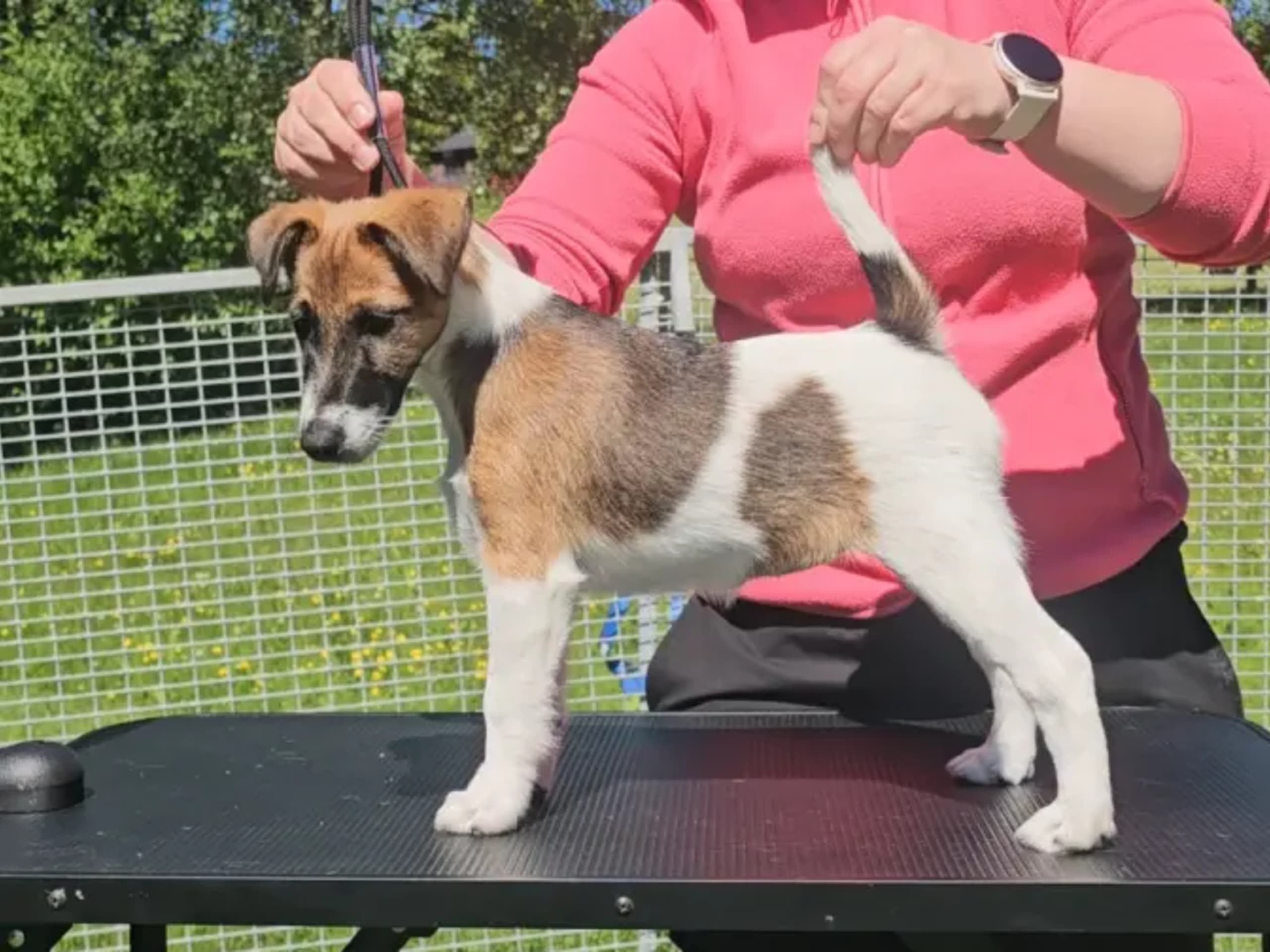 Släthårig foxterrier · Maura · Hilde Rognstad