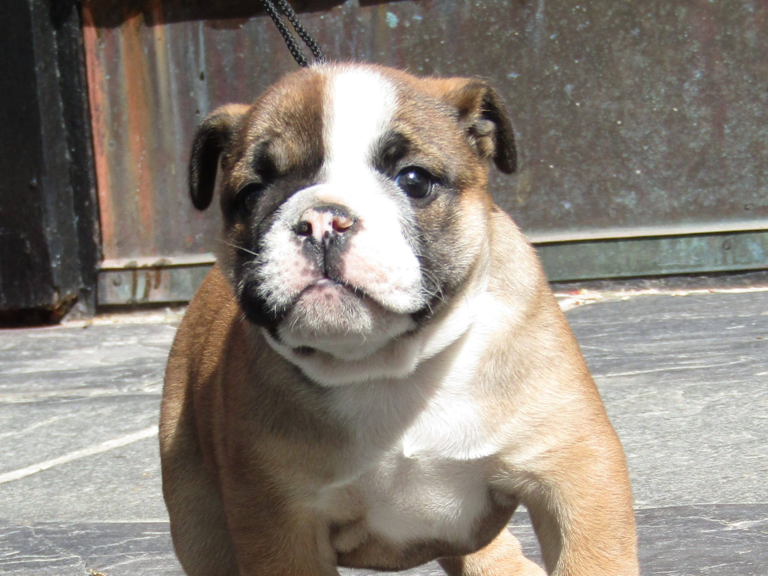 Engelsk bulldog