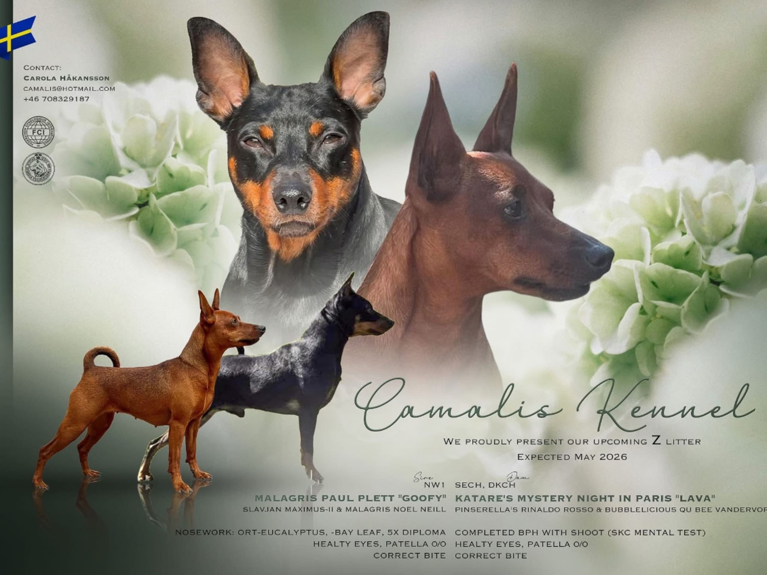 Miniature Pinscher · Lund · Camalis