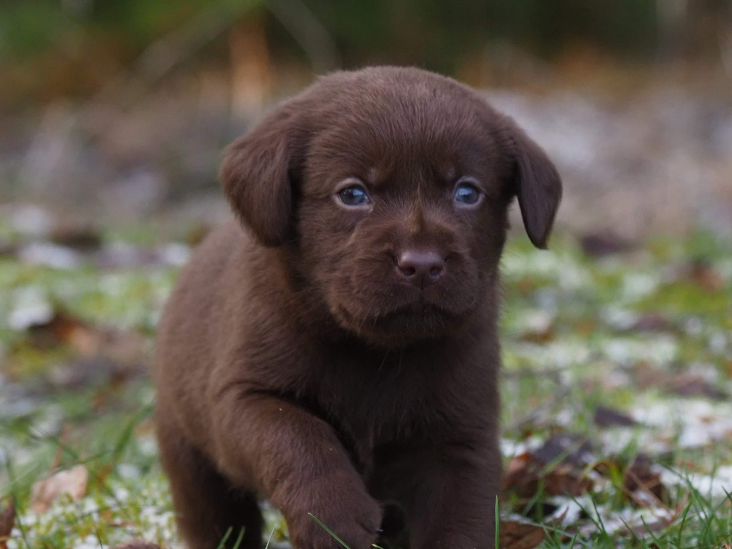 Labrador retriever