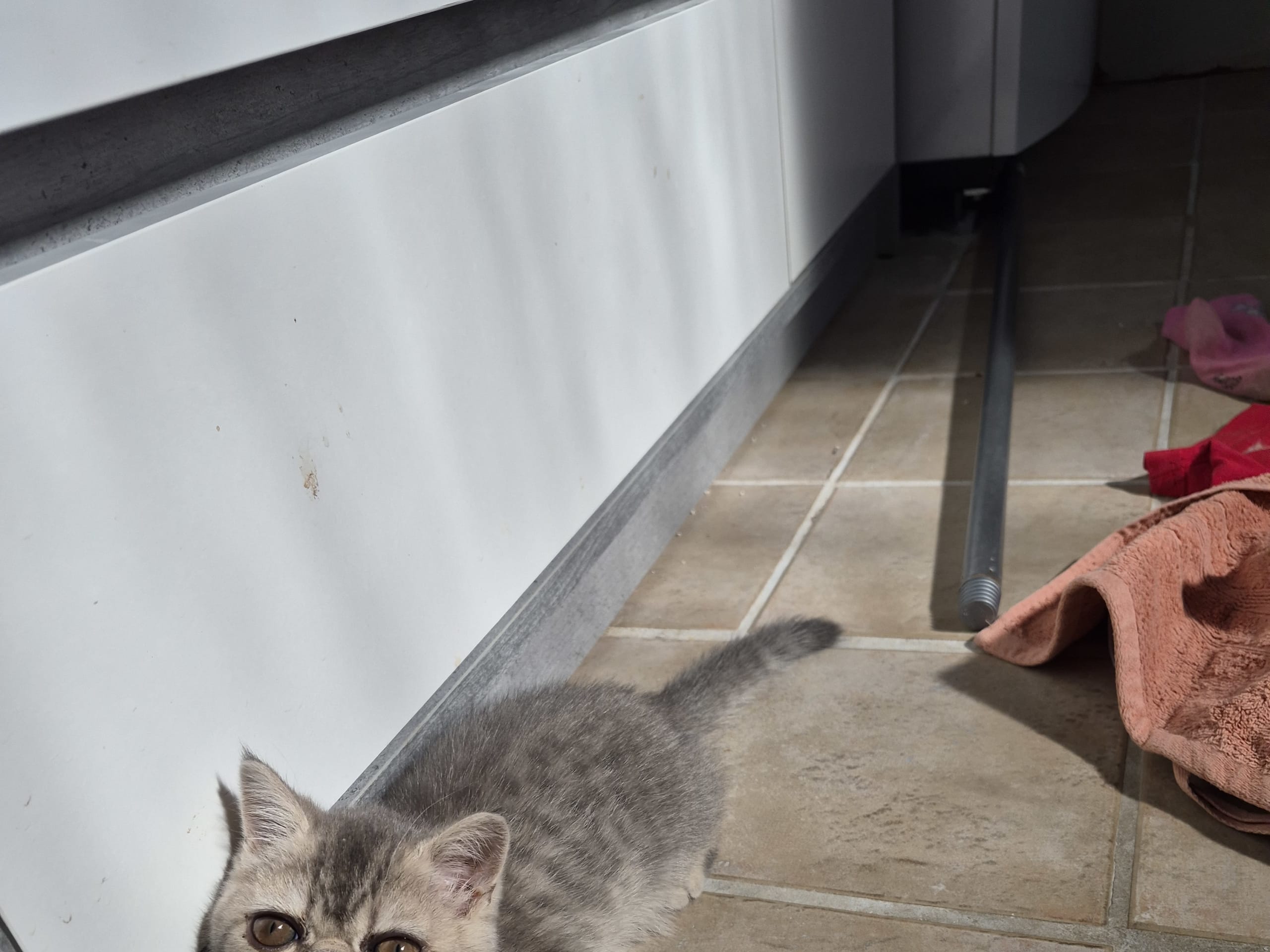 Exotic Shorthair · Mjölby · Helena D.