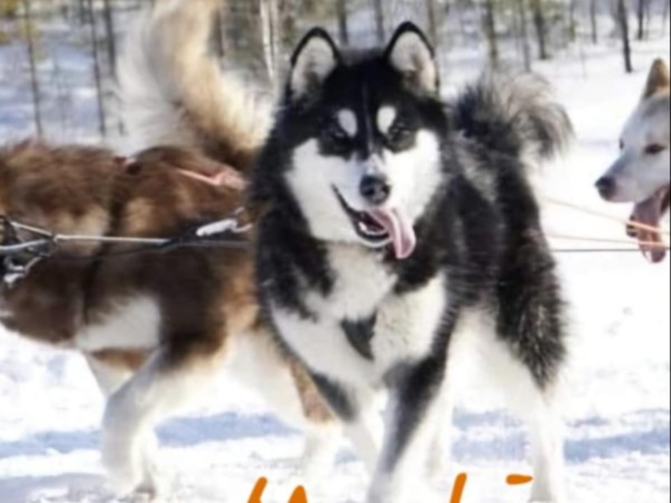 Alaskan malamute · Kil · Cheenik's