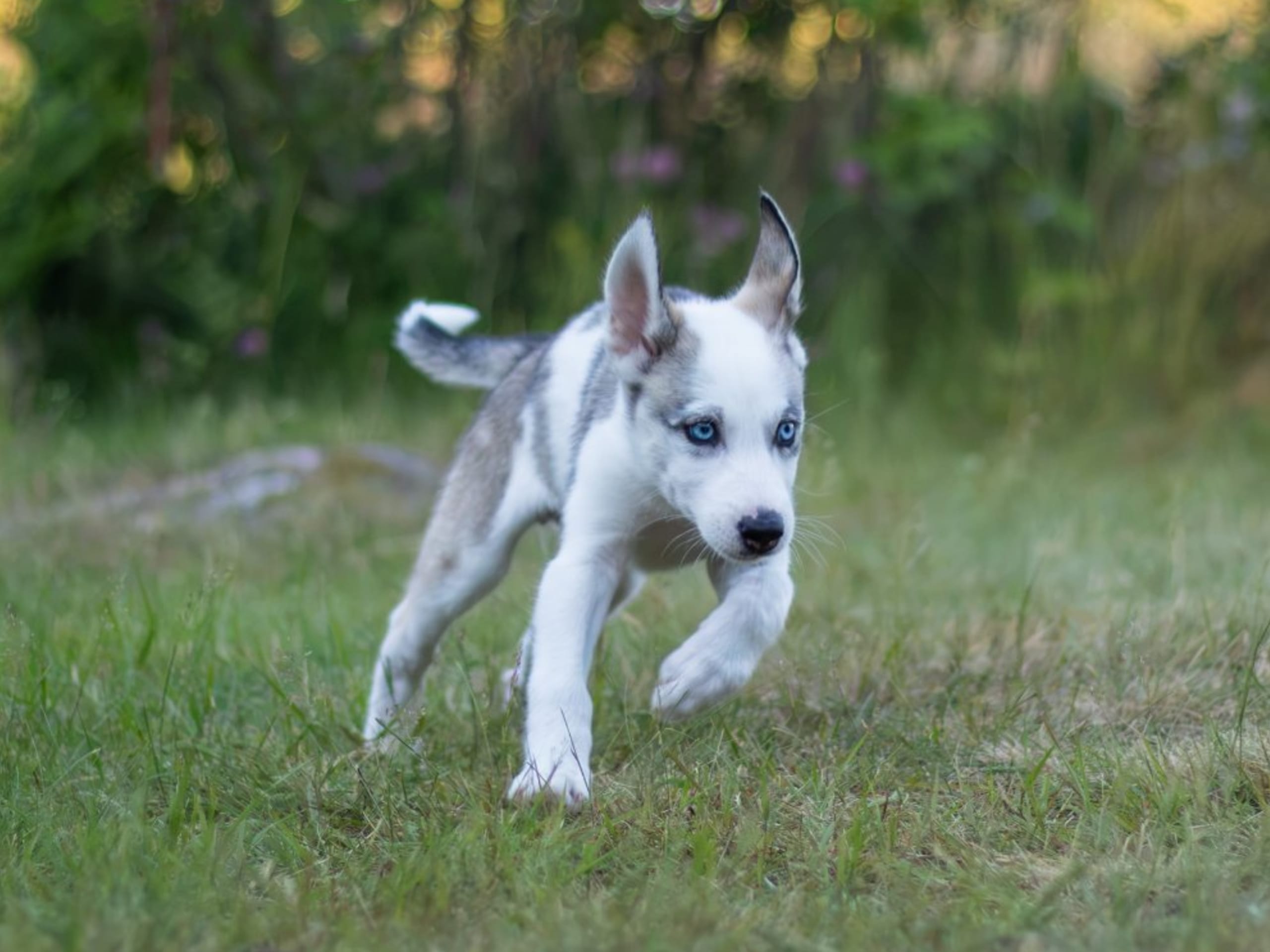 Siberian Husky · Strängnäs · Darkspell's