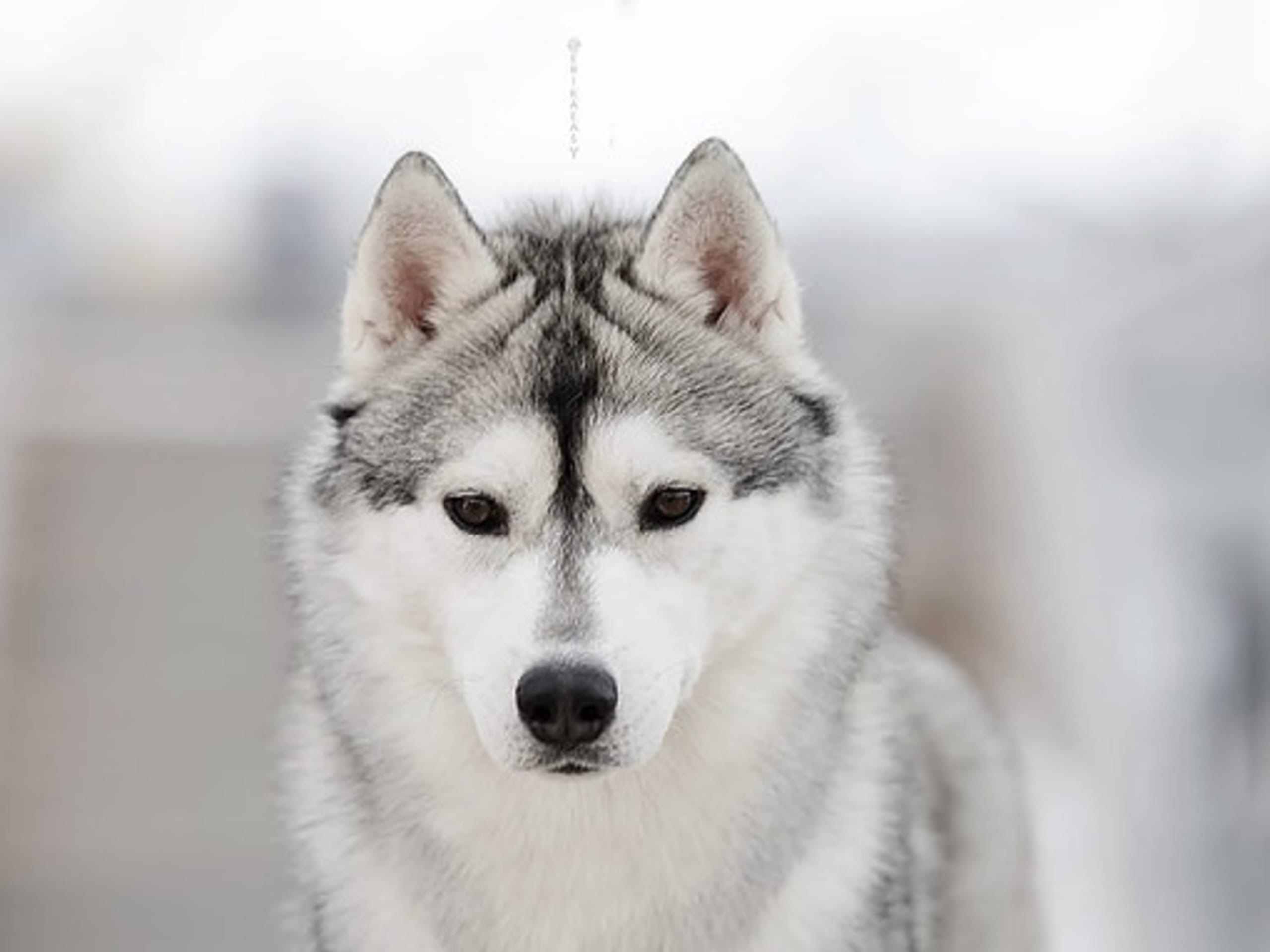 Siberian husky · Sørskogbygda · Joanna Krystyna Ratajczak