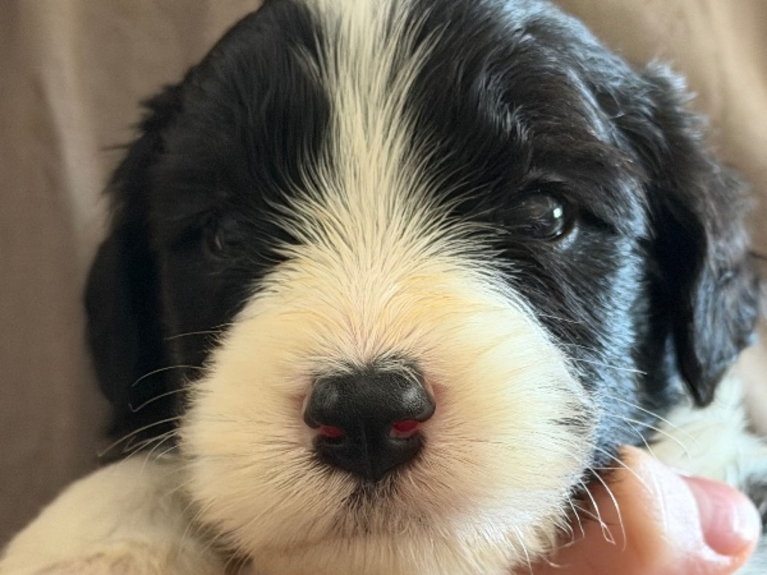 Bearded Collie · Hammarö · Hillbacka