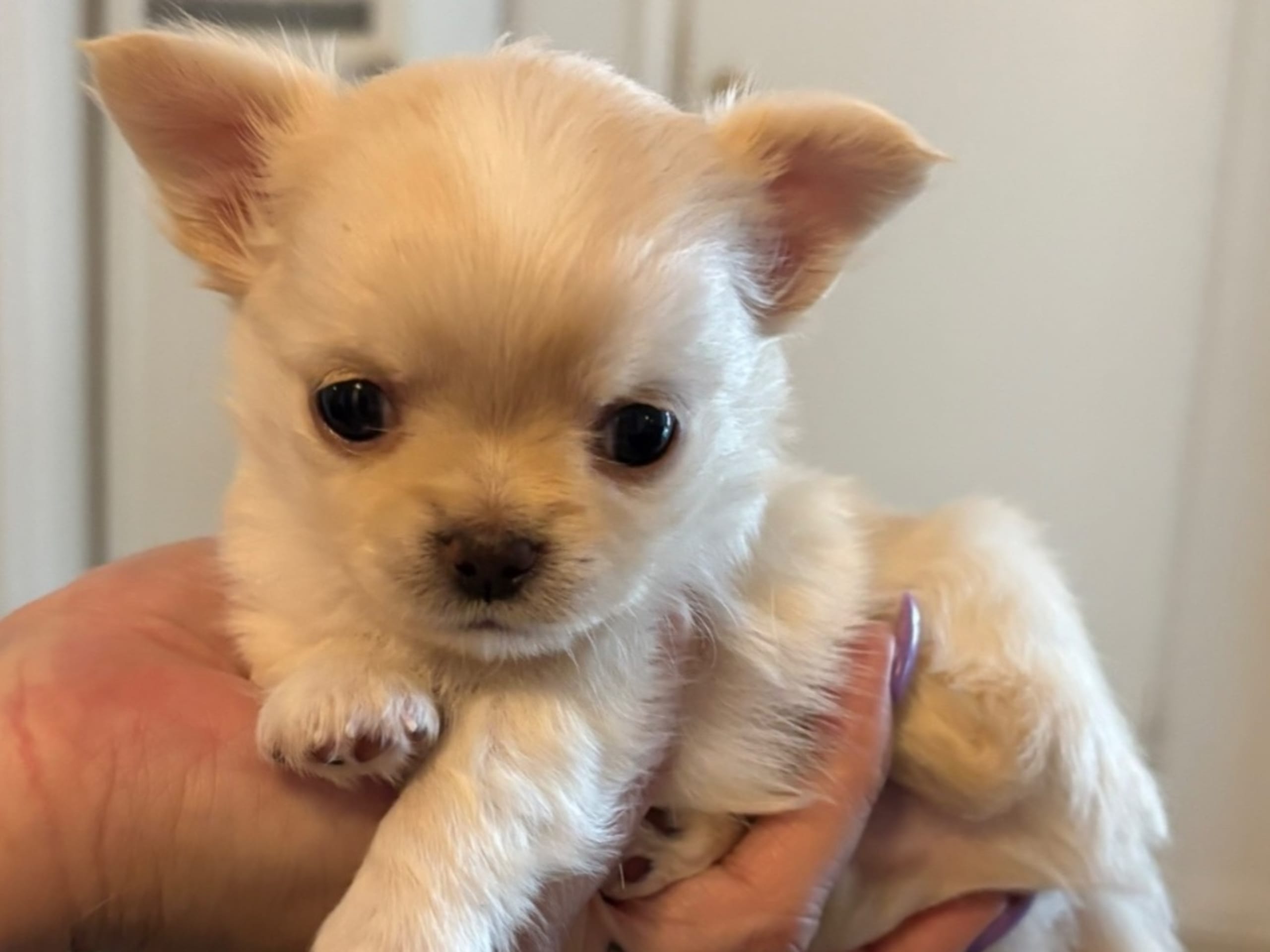 Chihuahua · Solna · Linda Åberg