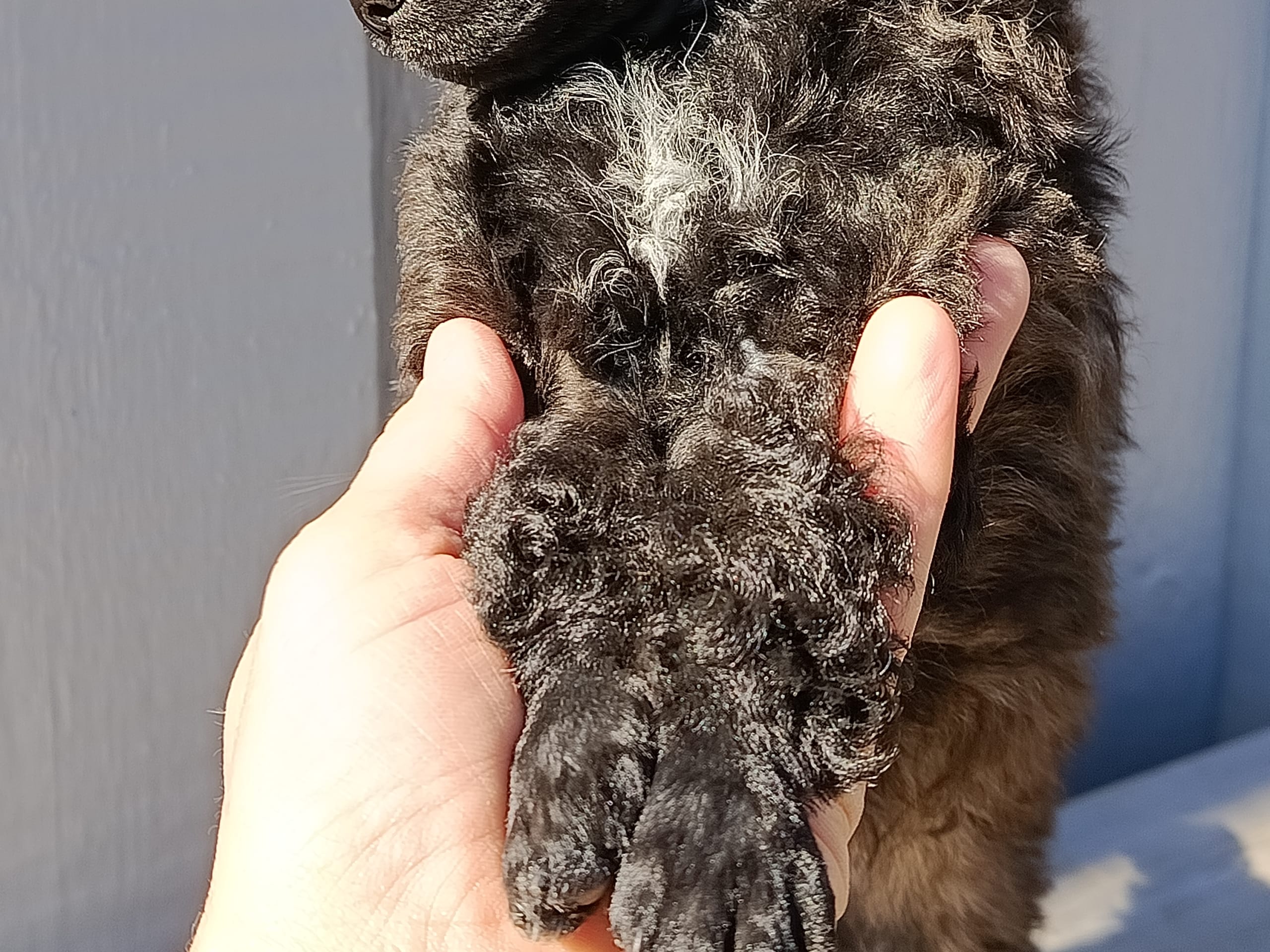 Hjortkvarns Cavapoo