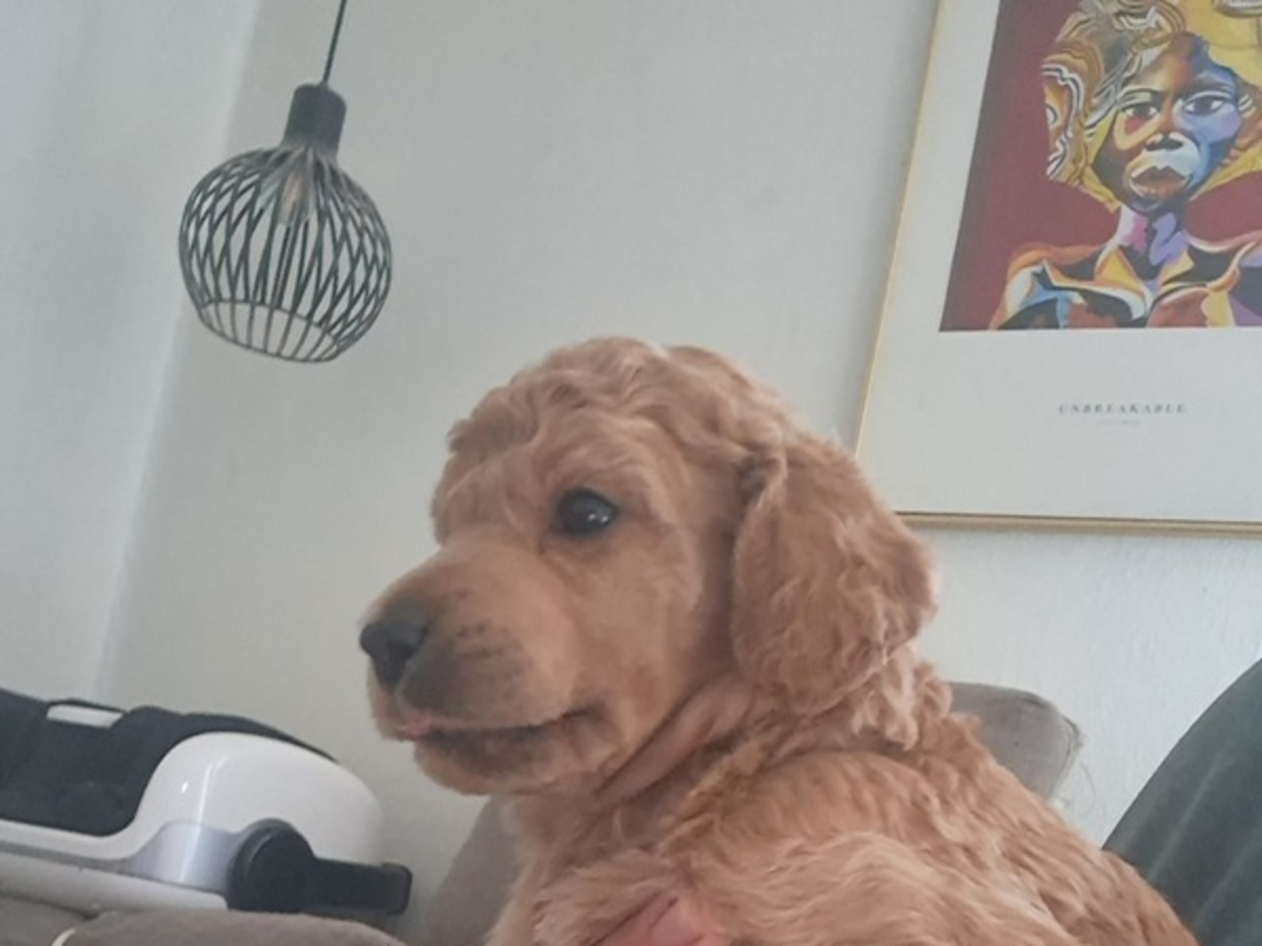 Golden Curly Dream