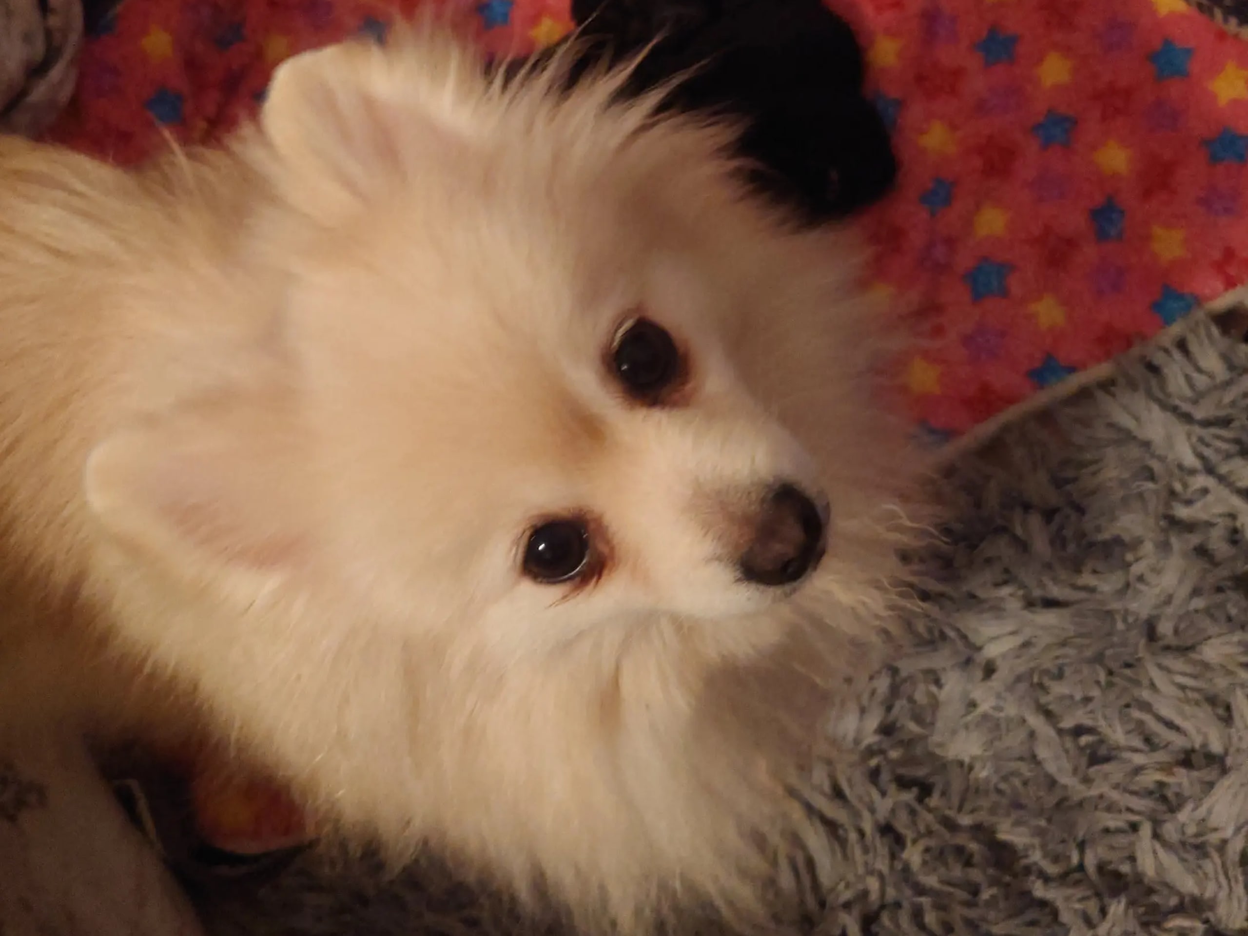 German Spitz – Kleinspitz · Bergen · Kathrine Karlson