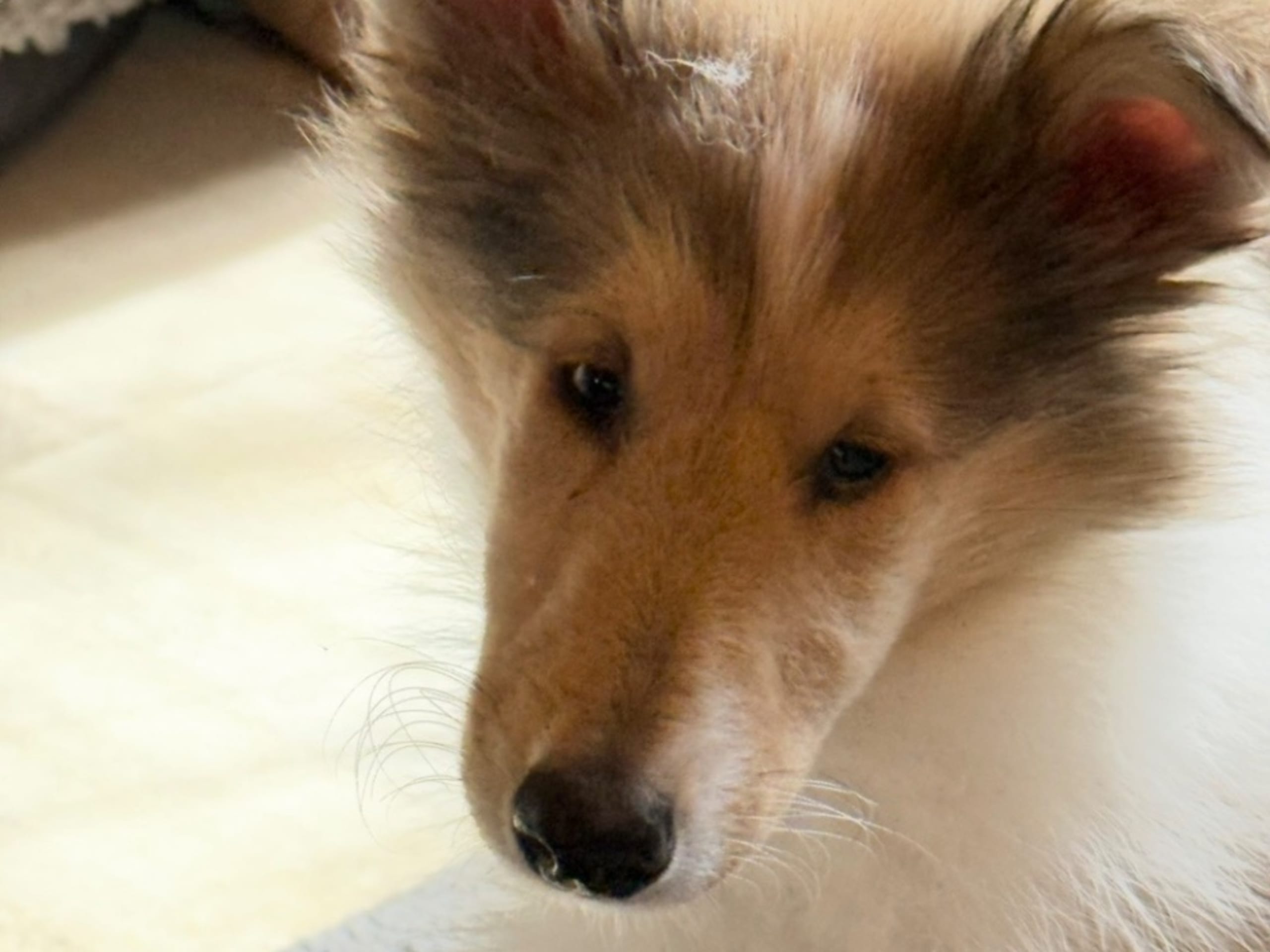 Collie · Trädet · Queenheloise