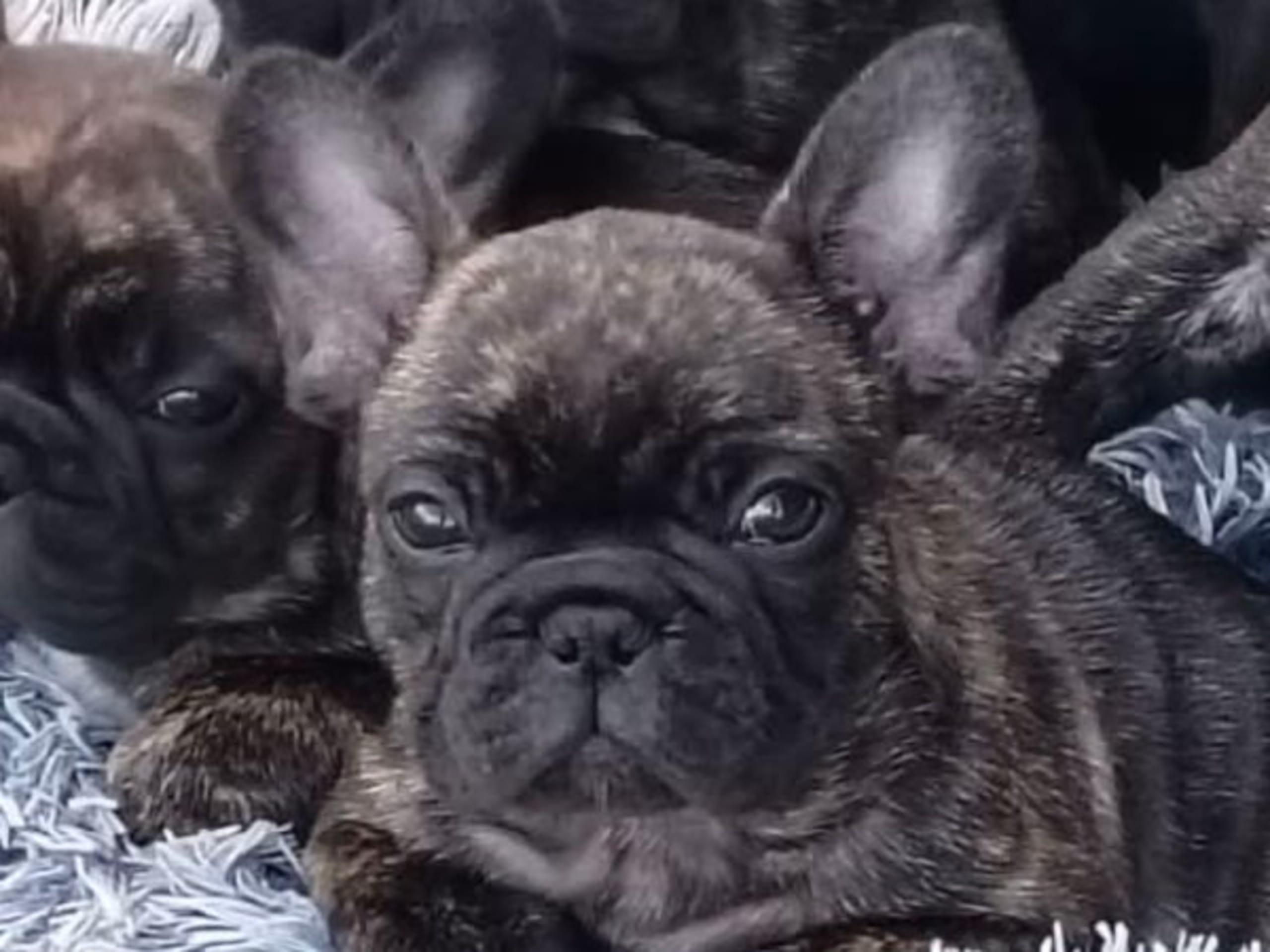 Fransk bulldogg
