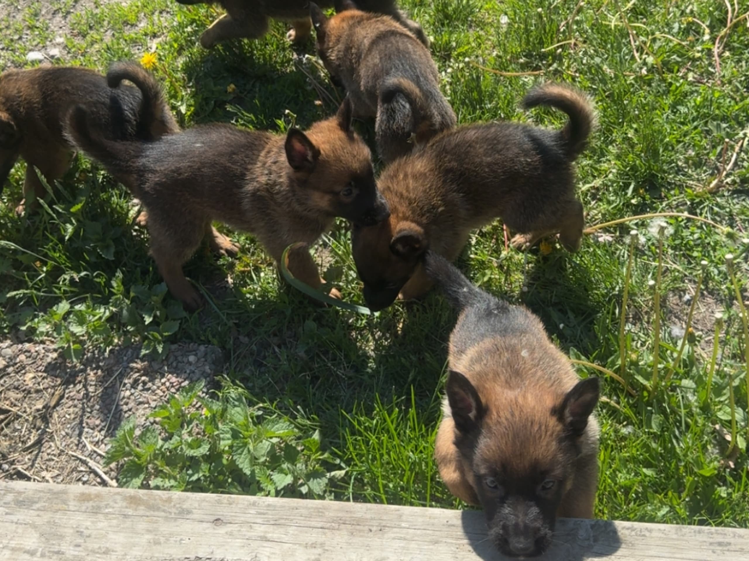 Belgisk hyrdehund – malinois · Adelsö · Elina T.