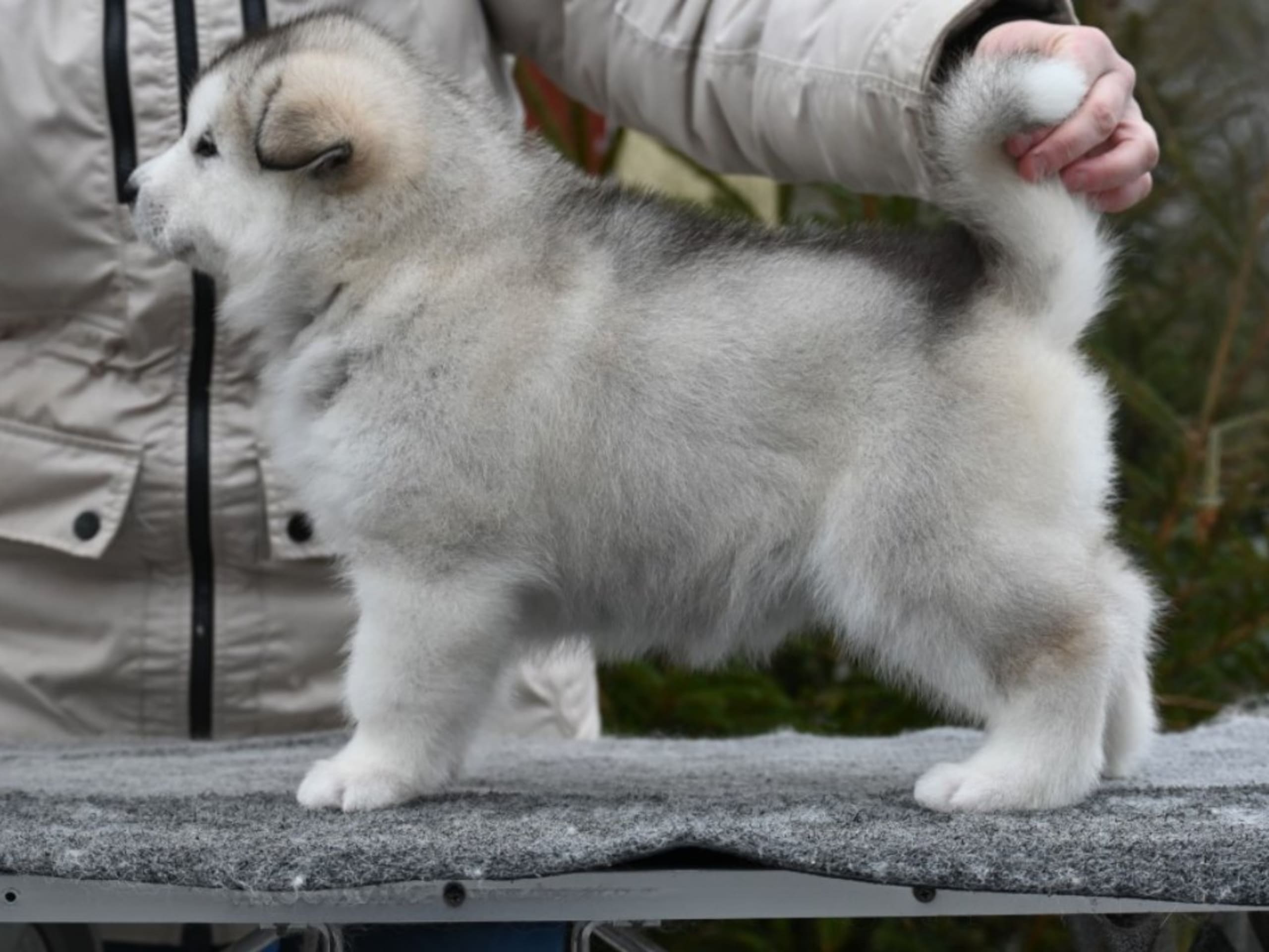 Alaskan Malamute · örkelljunga · Spotty Dot's