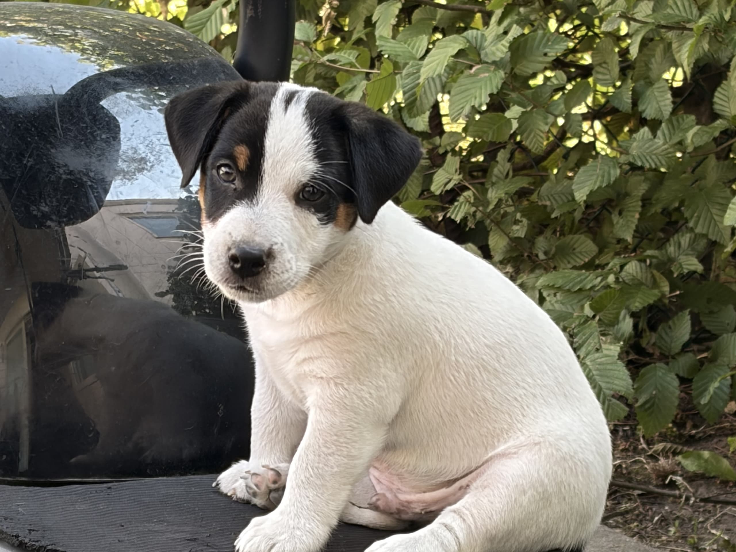 Jack Russell terrier