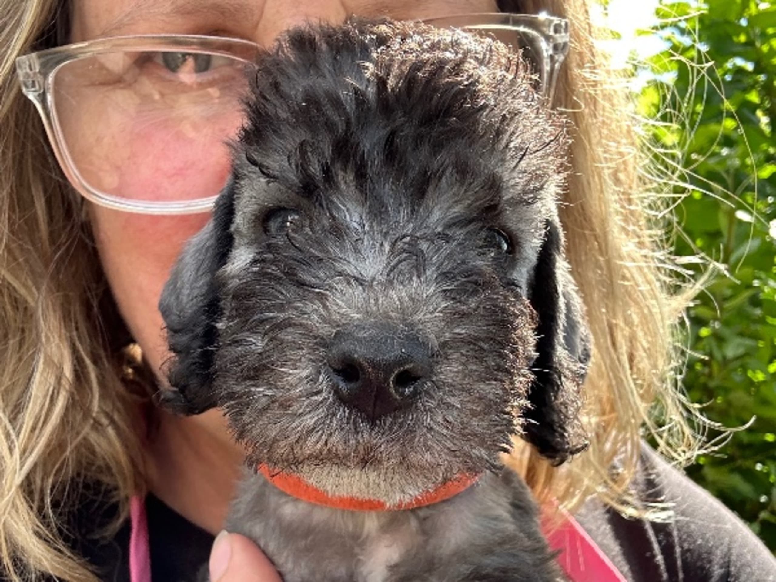 Bedlington Terrier · Österbybruk · Toolbox