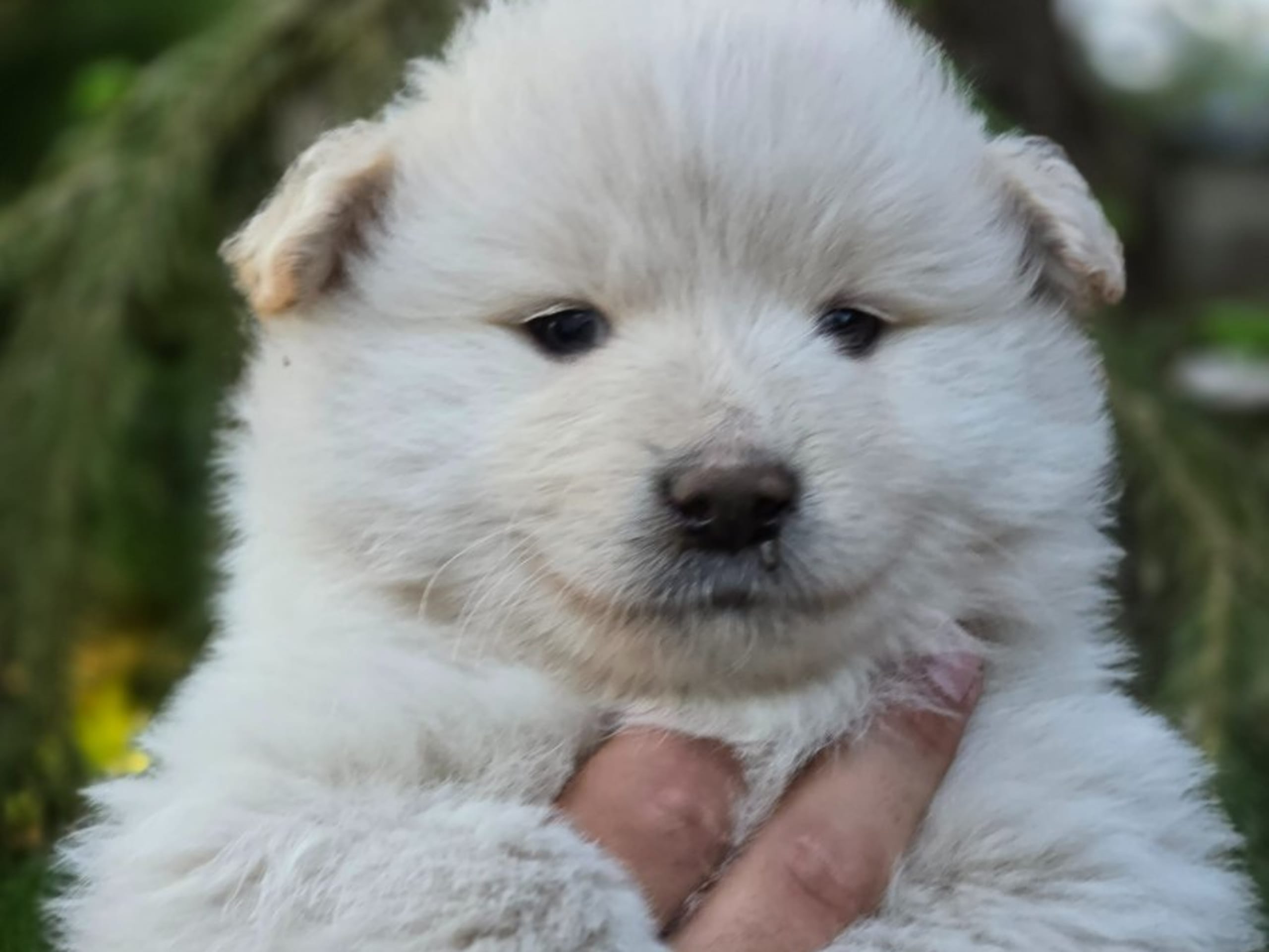 Finnish Lapphund · åseda · S*Zamzam,s Gården