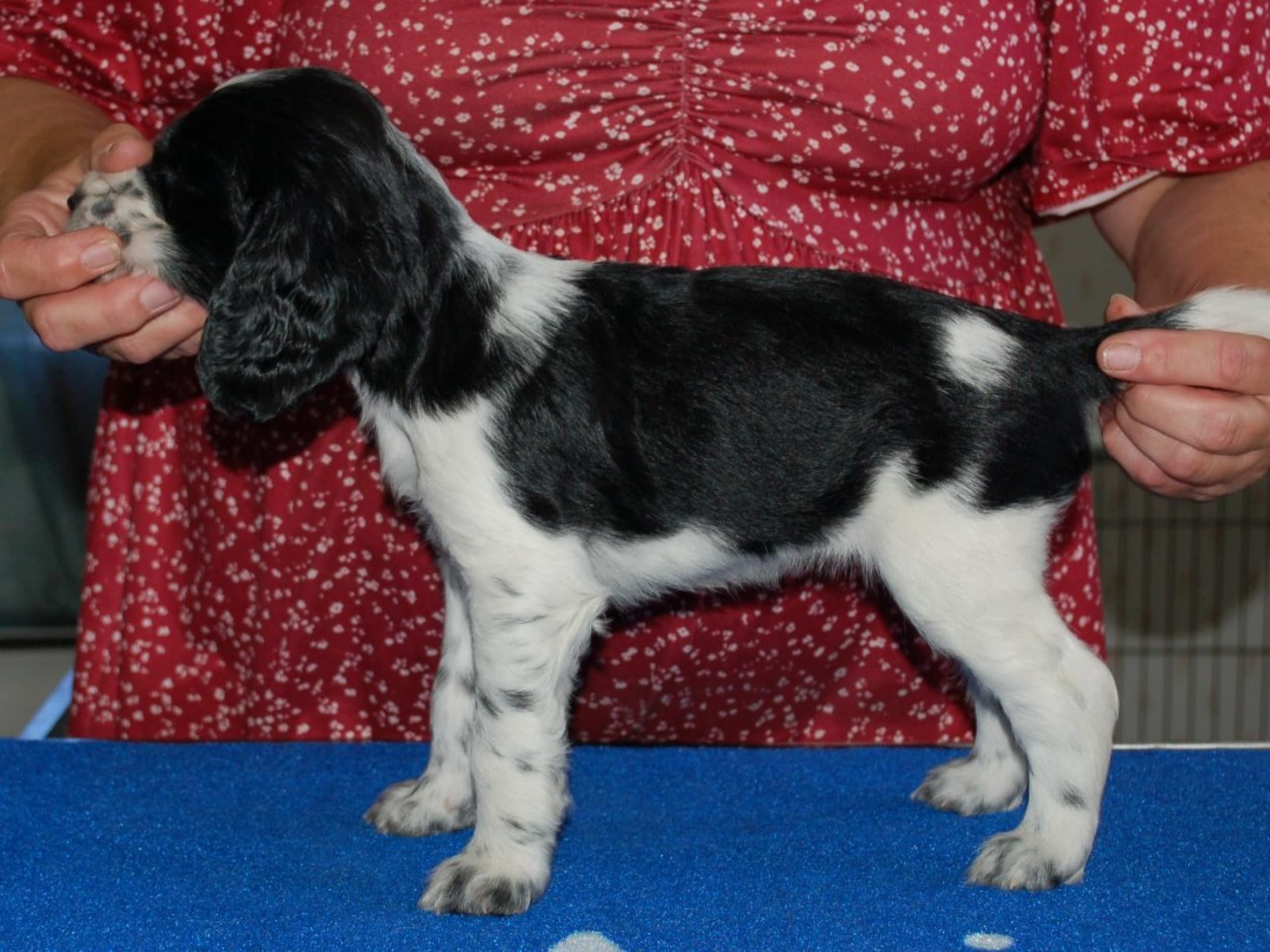 Engelsk springer spaniel · Mellerud · Ripplings