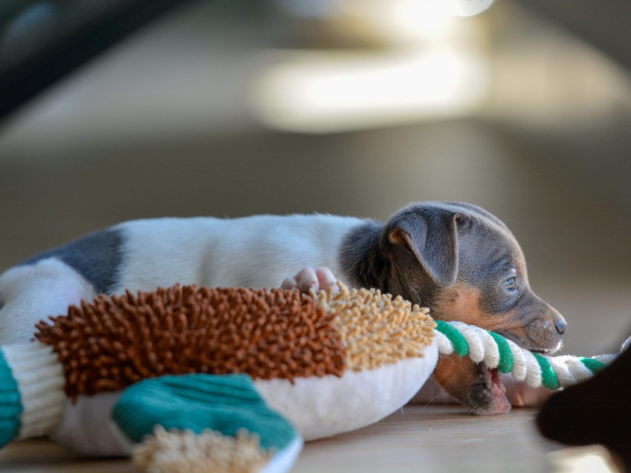 Terrier brasileiro · Åkersberga · Itanema