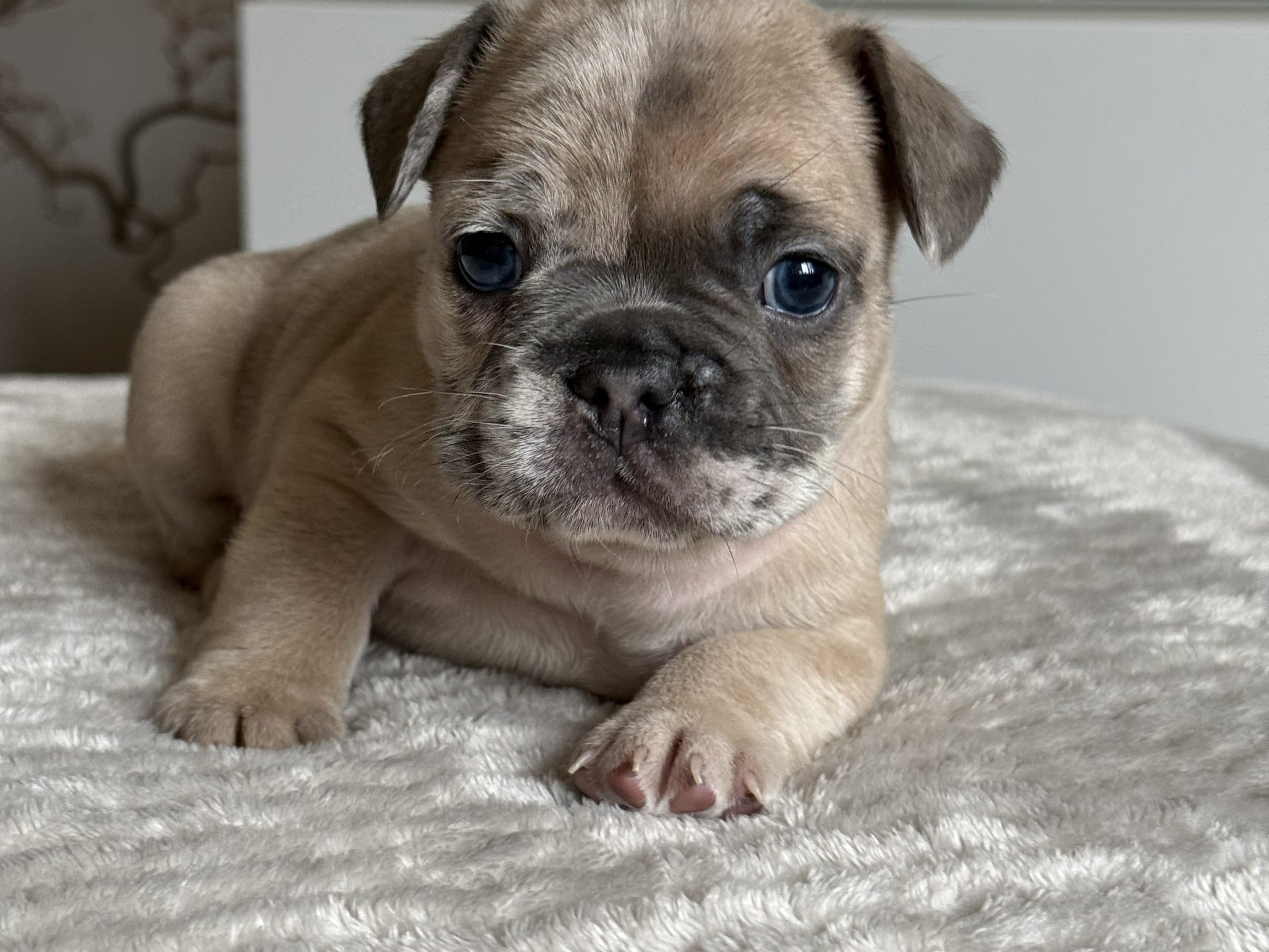 Fransk bulldogg · Malmö · Tracy D.