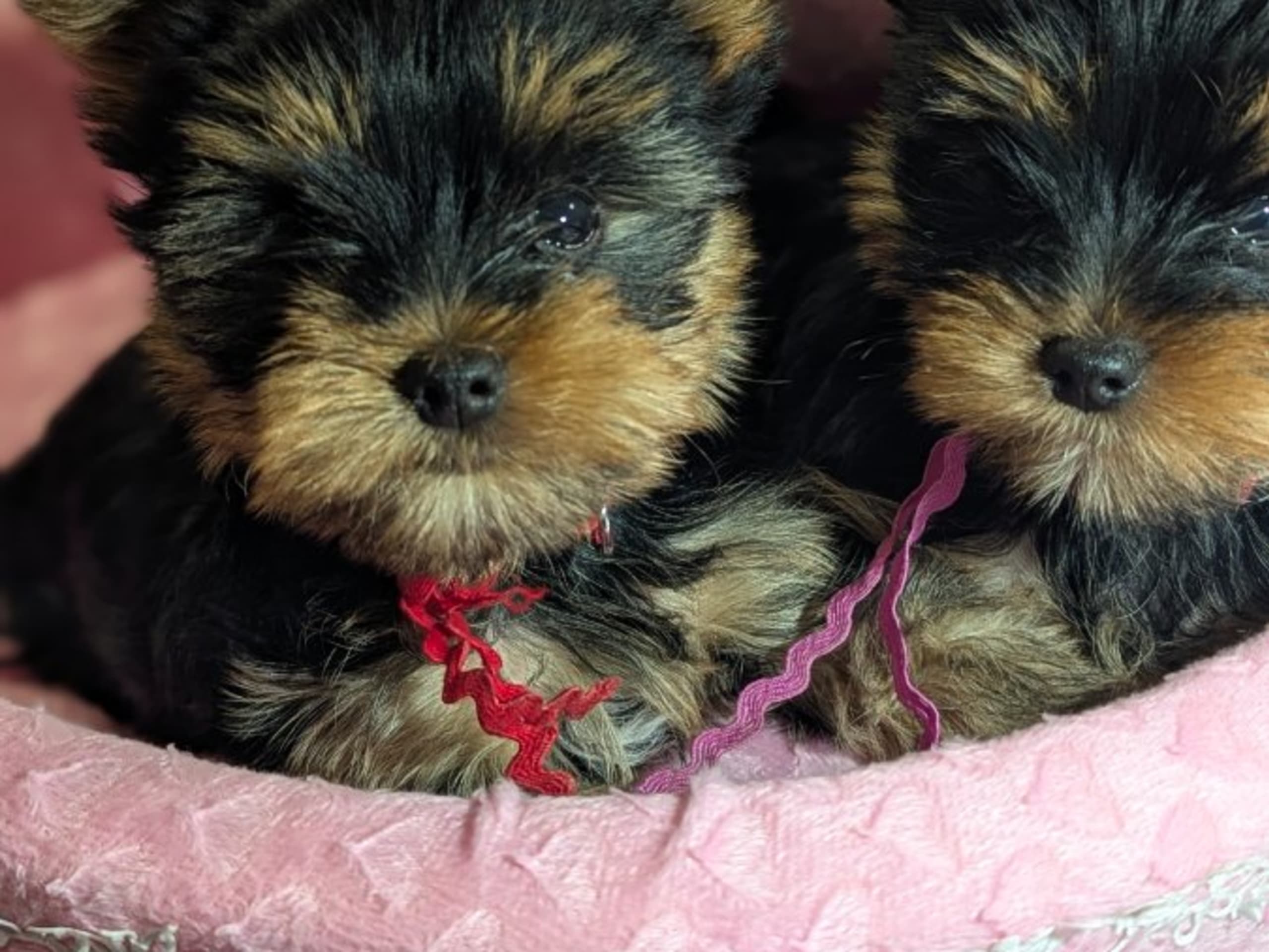Yorkshire terrier · Hudiksvall · Zweetzayorx