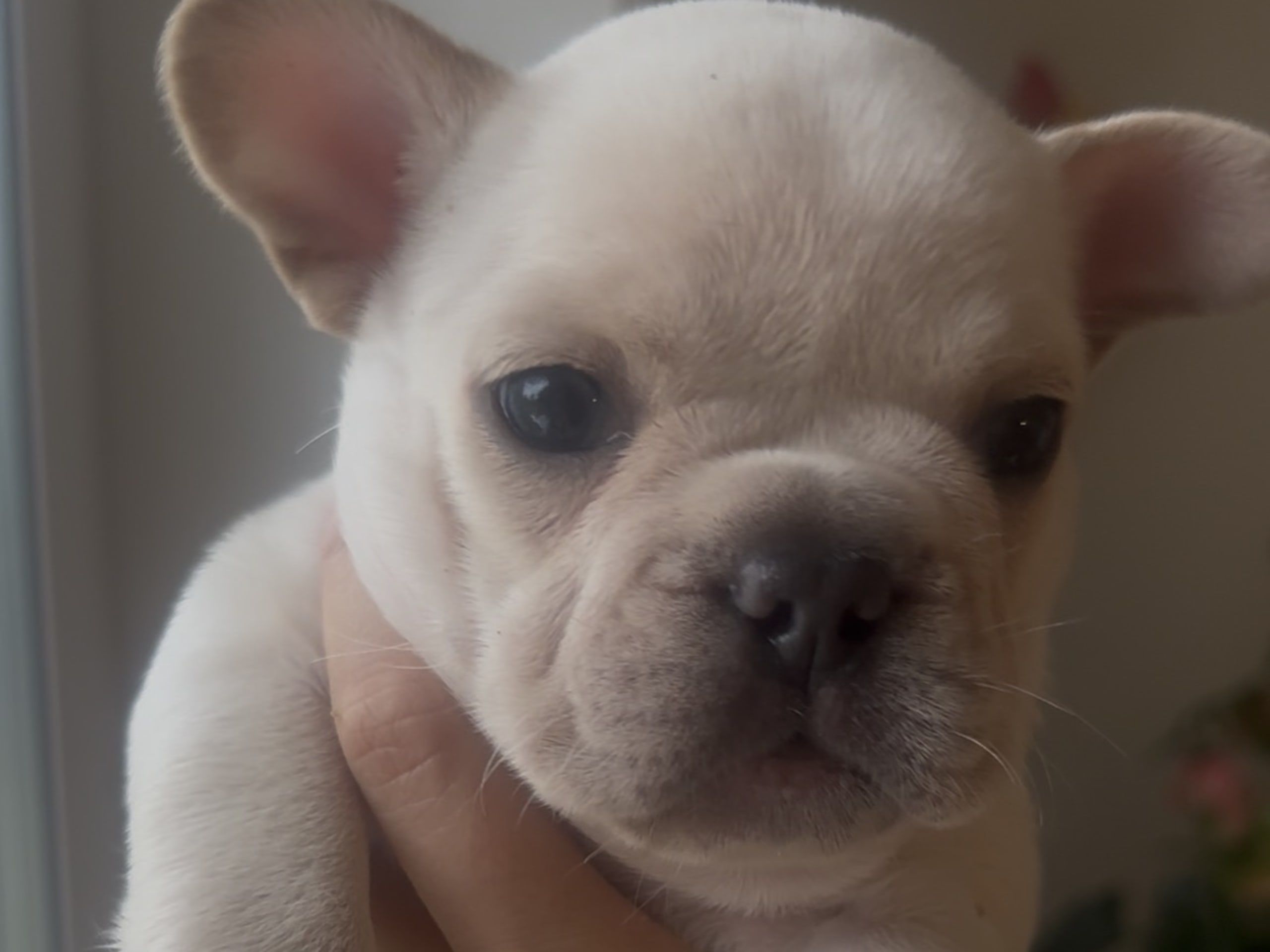 Fransk bulldog · Malmö · Gaso’s kennel