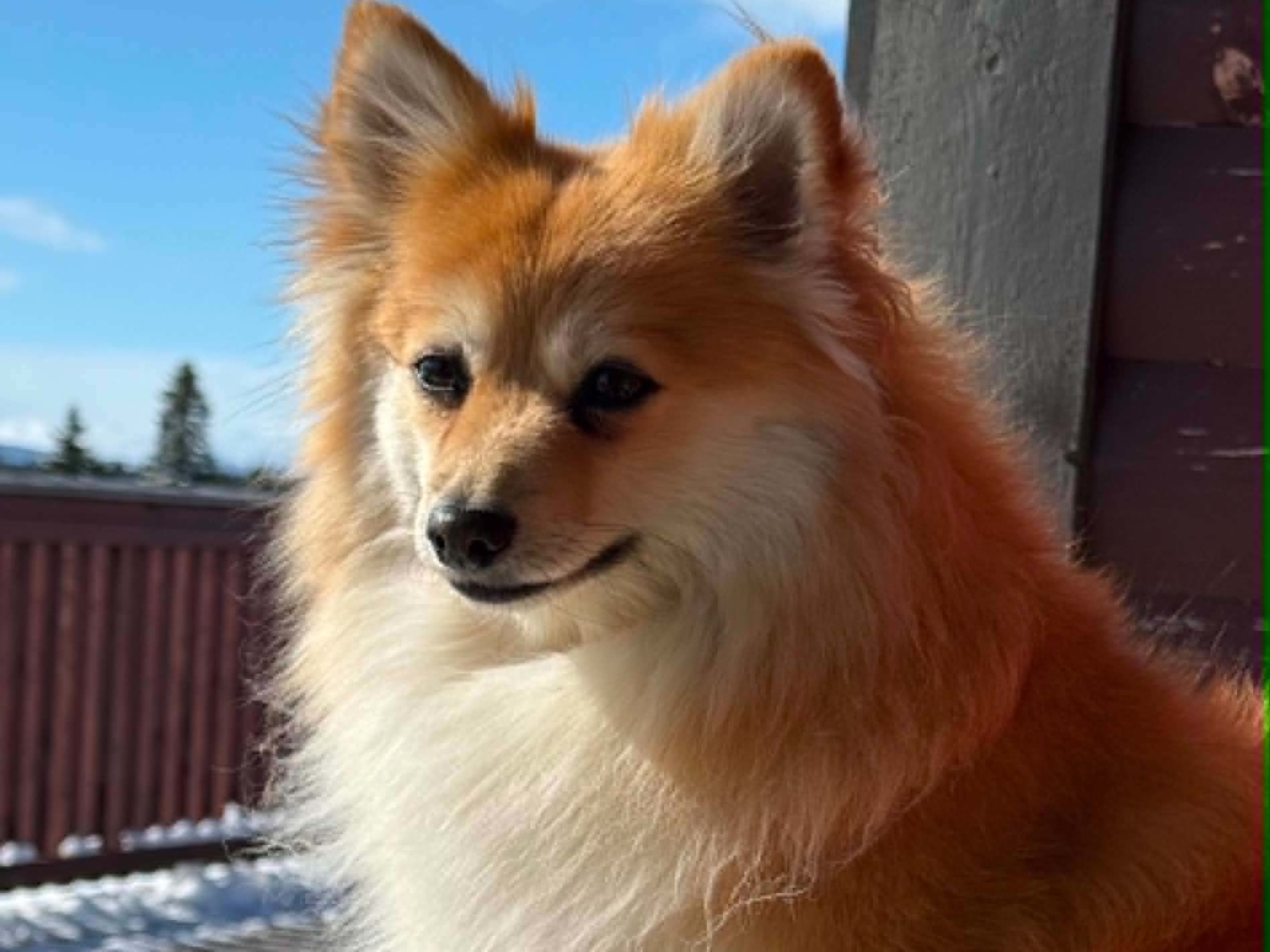 Tysk Spids – Mittelspitz · Fagernes · Vivi Nyhus