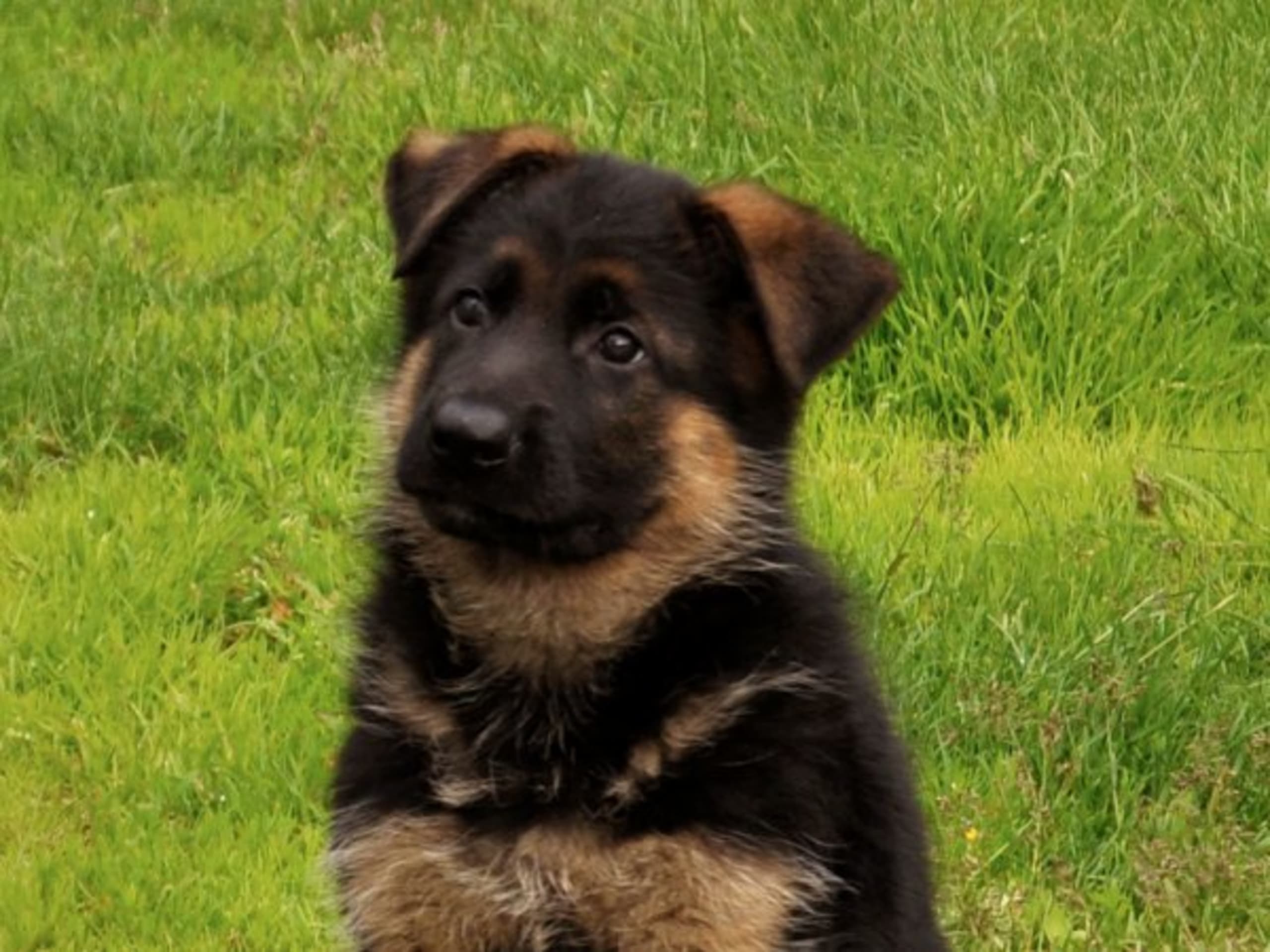 Schäferhund