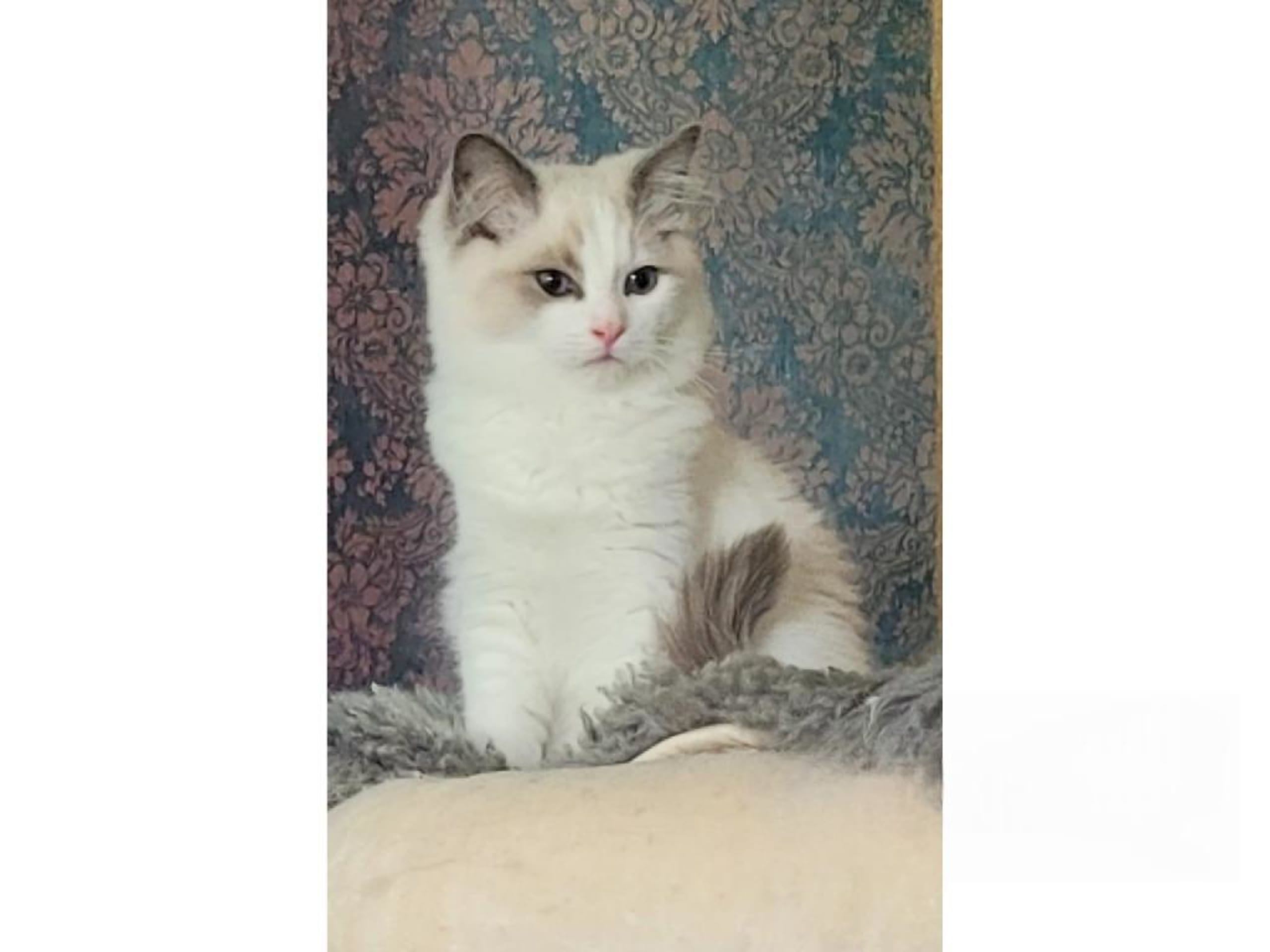 Ragdoll · Fritsla · SE*Maverick's