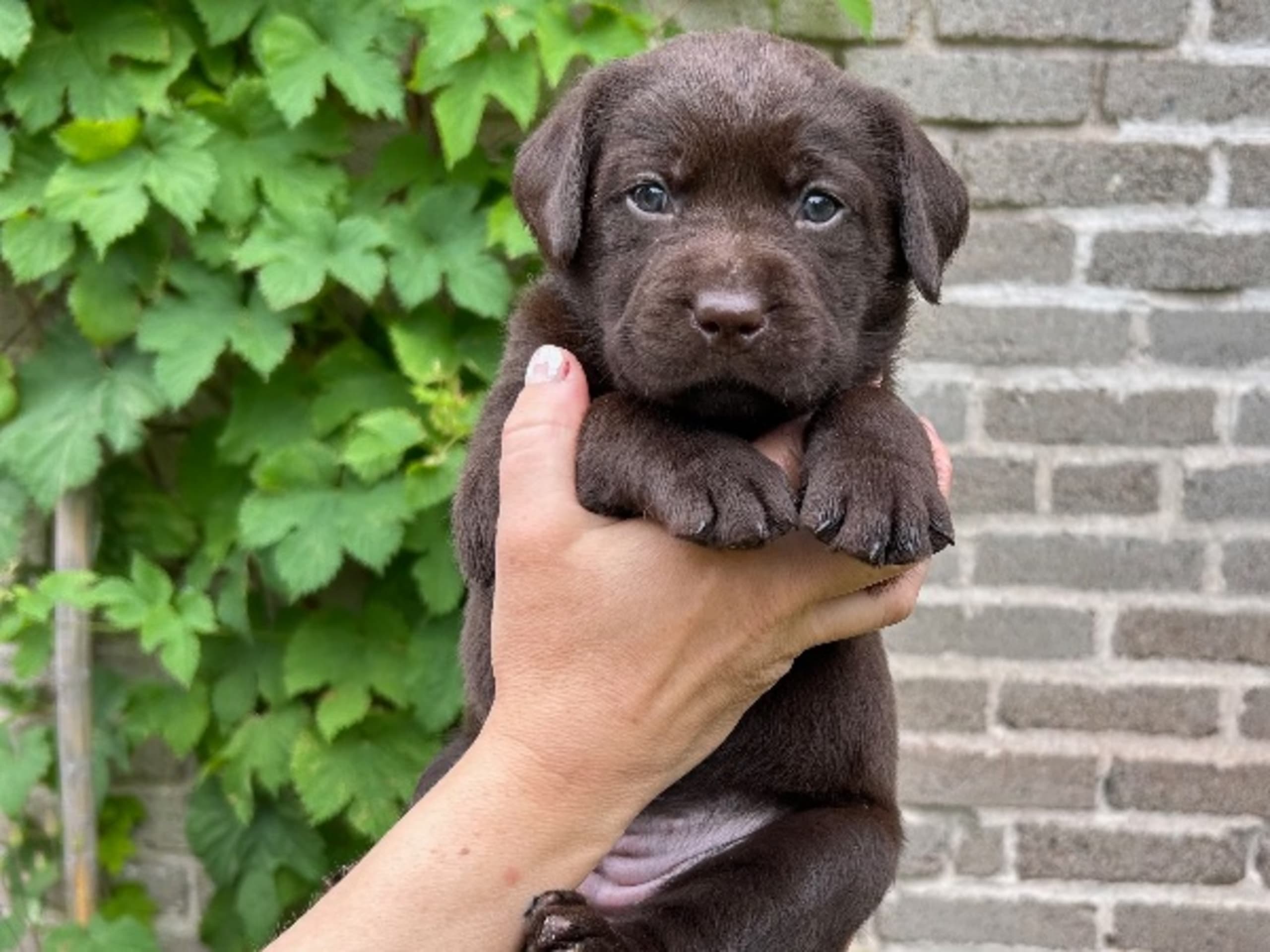 Labrador retriever