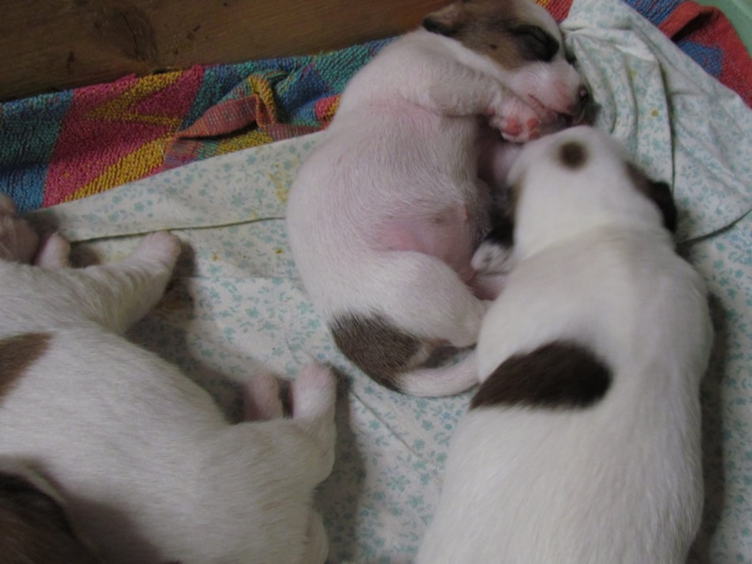 Jack Russell terrier · Give · Strelluf