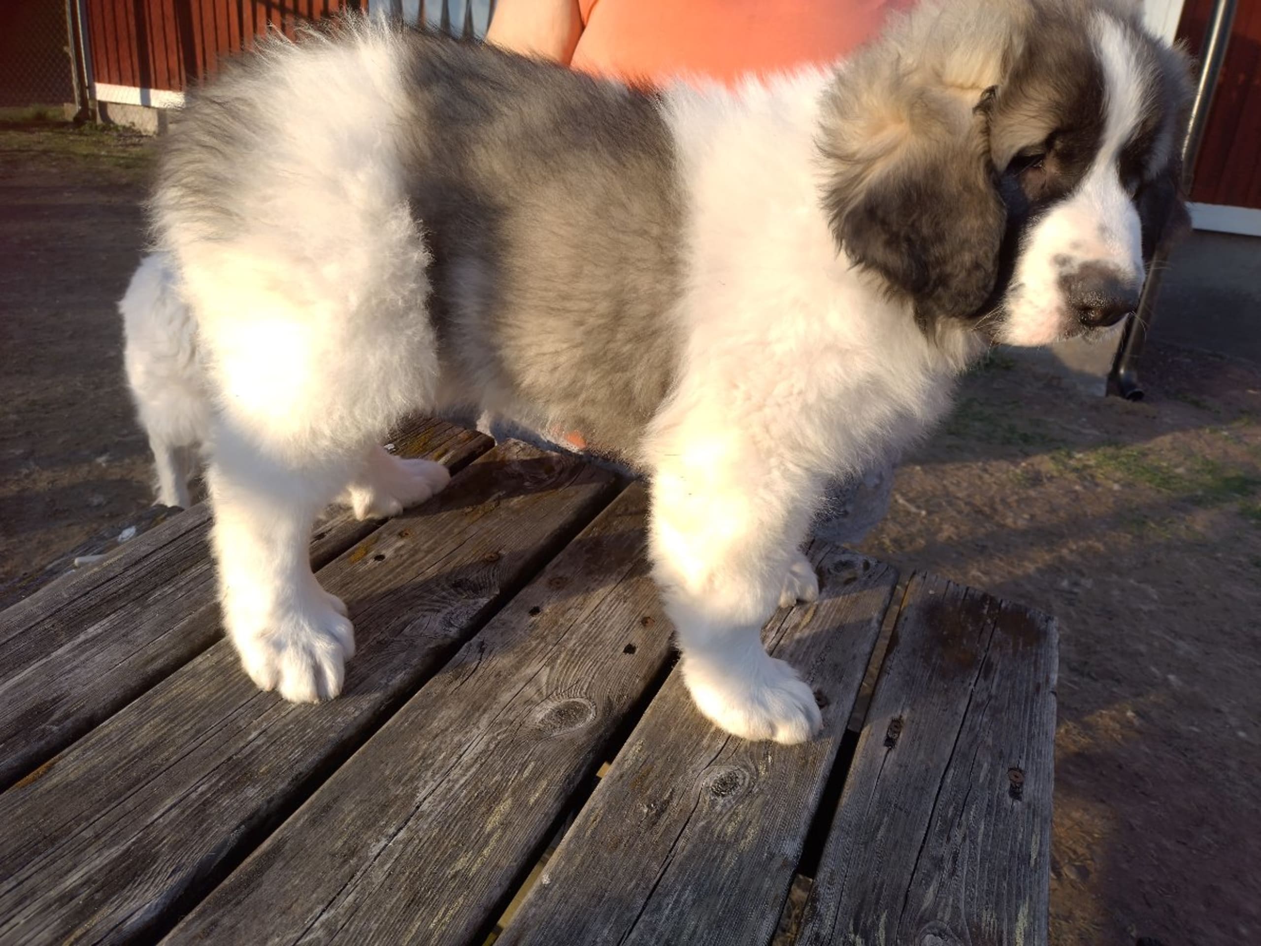 Pyrenean Mastiff · Grängesberg · Dulanilo's