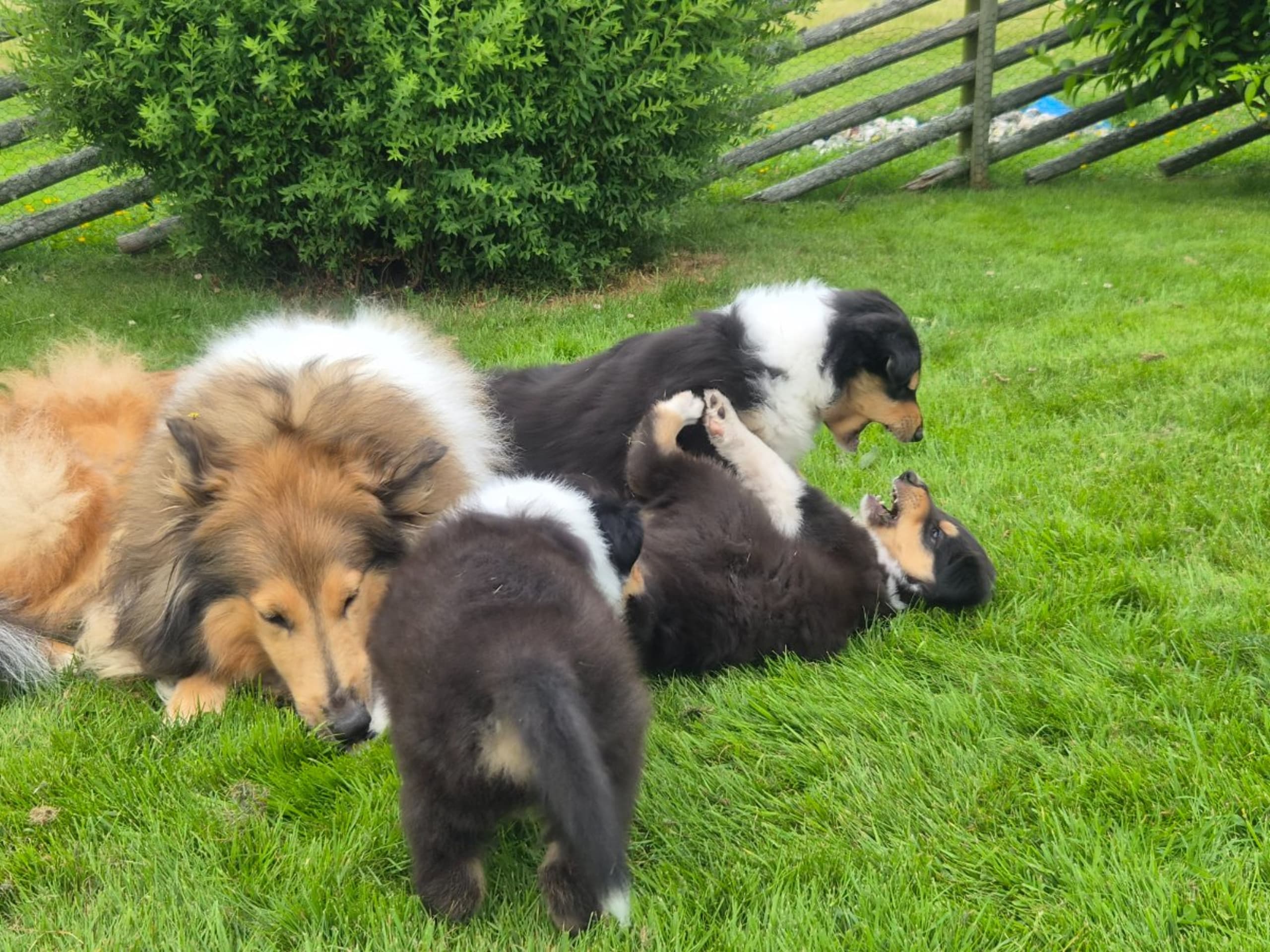 Collie · Kvibille · Damaianus