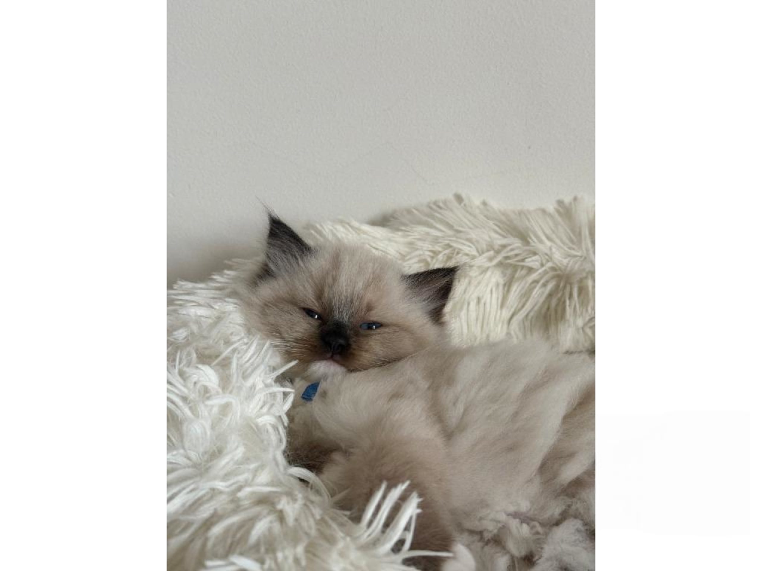 Ragdoll · Hörby · SE*Pillow Cats