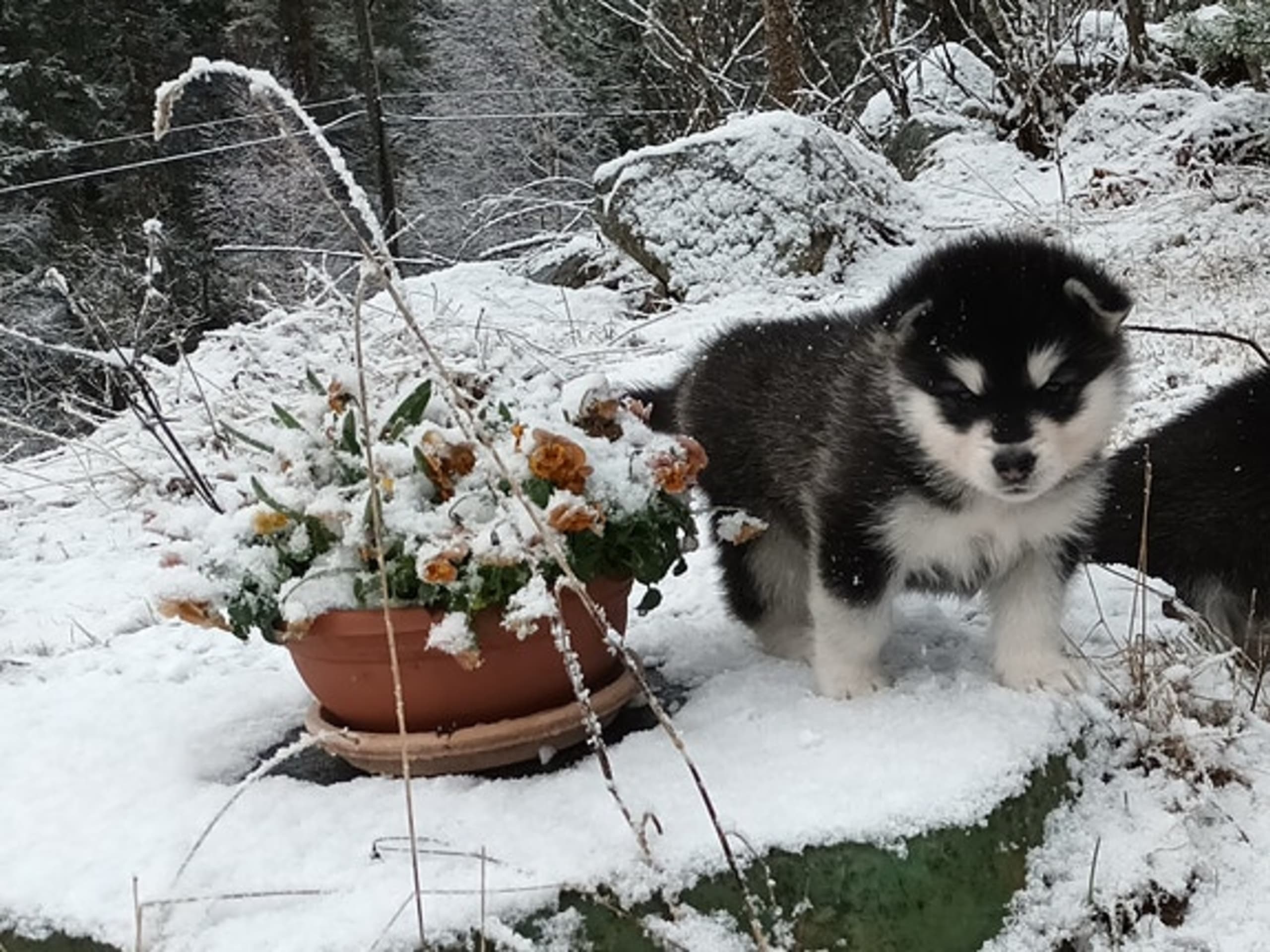 Alaskan malamute · Seljord · Kennel Kitchaq