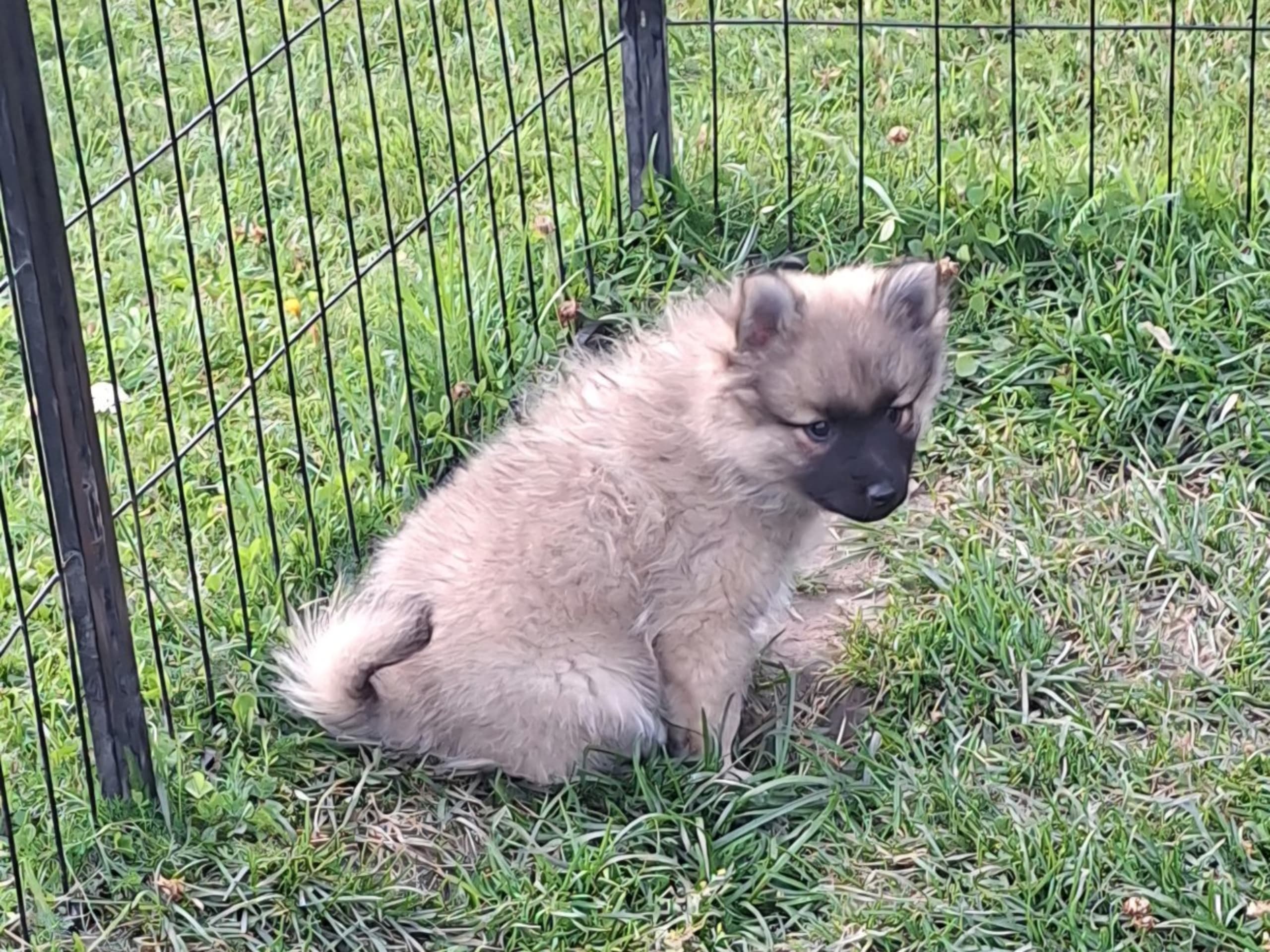 German Spitz – Mittelspitz · Klässbol · Fairdogs