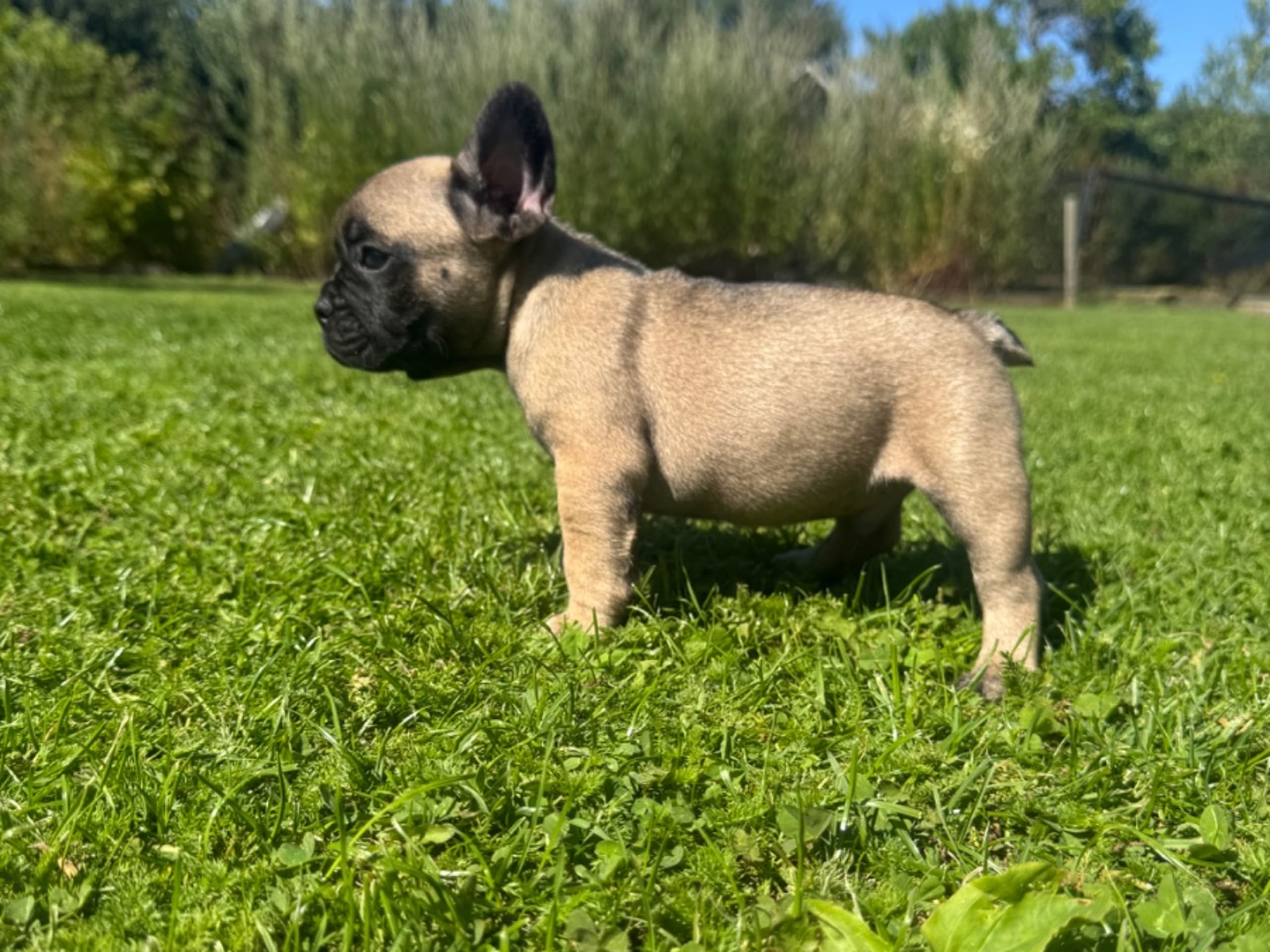 Fransk bulldogg