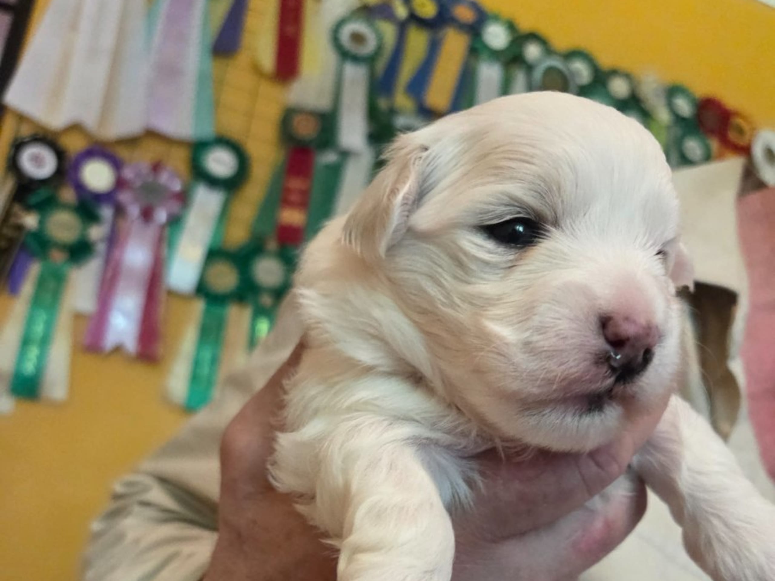 Coton de tulear · Lammhult · Cottelyckans