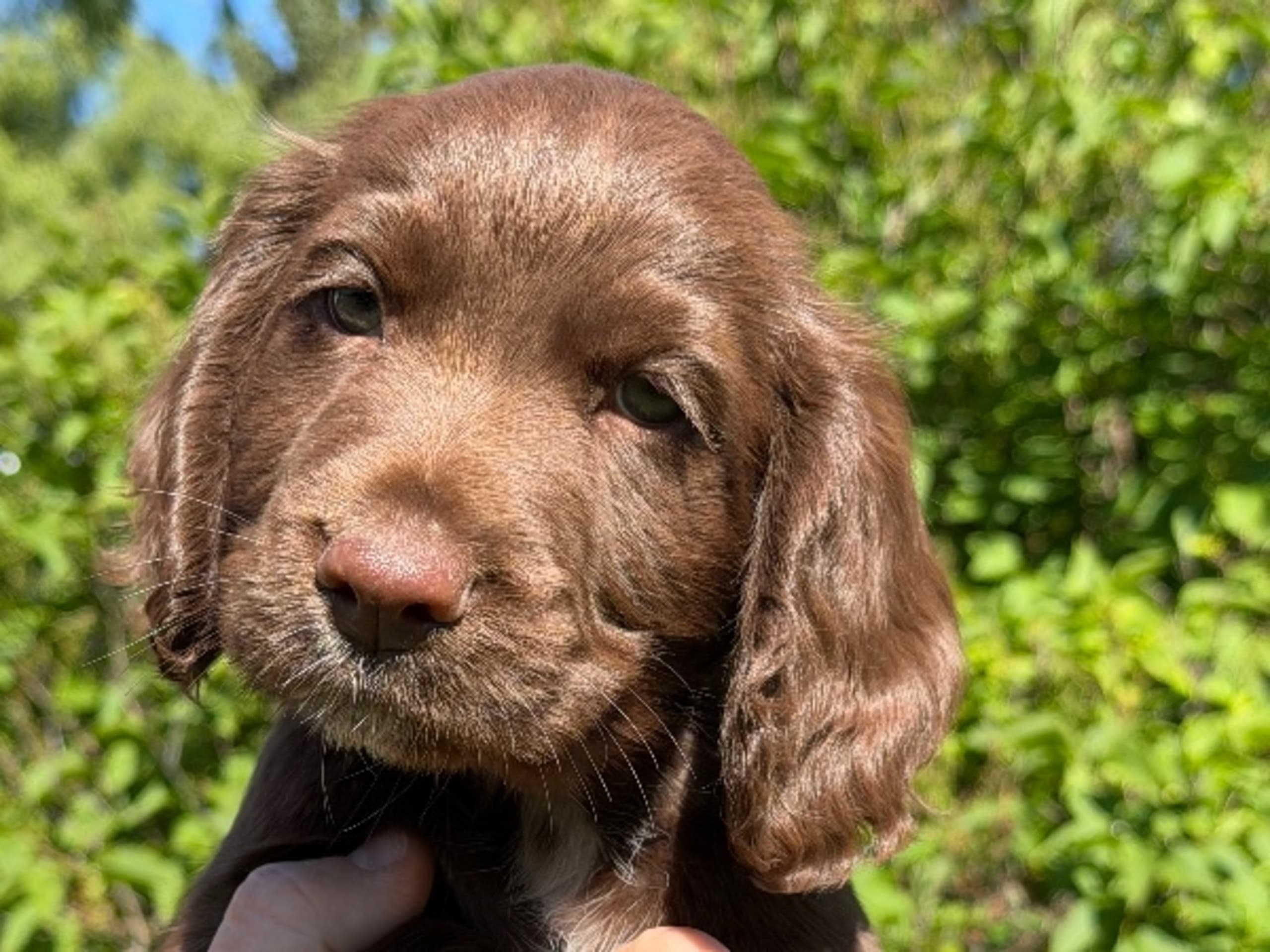 Cocker spaniel