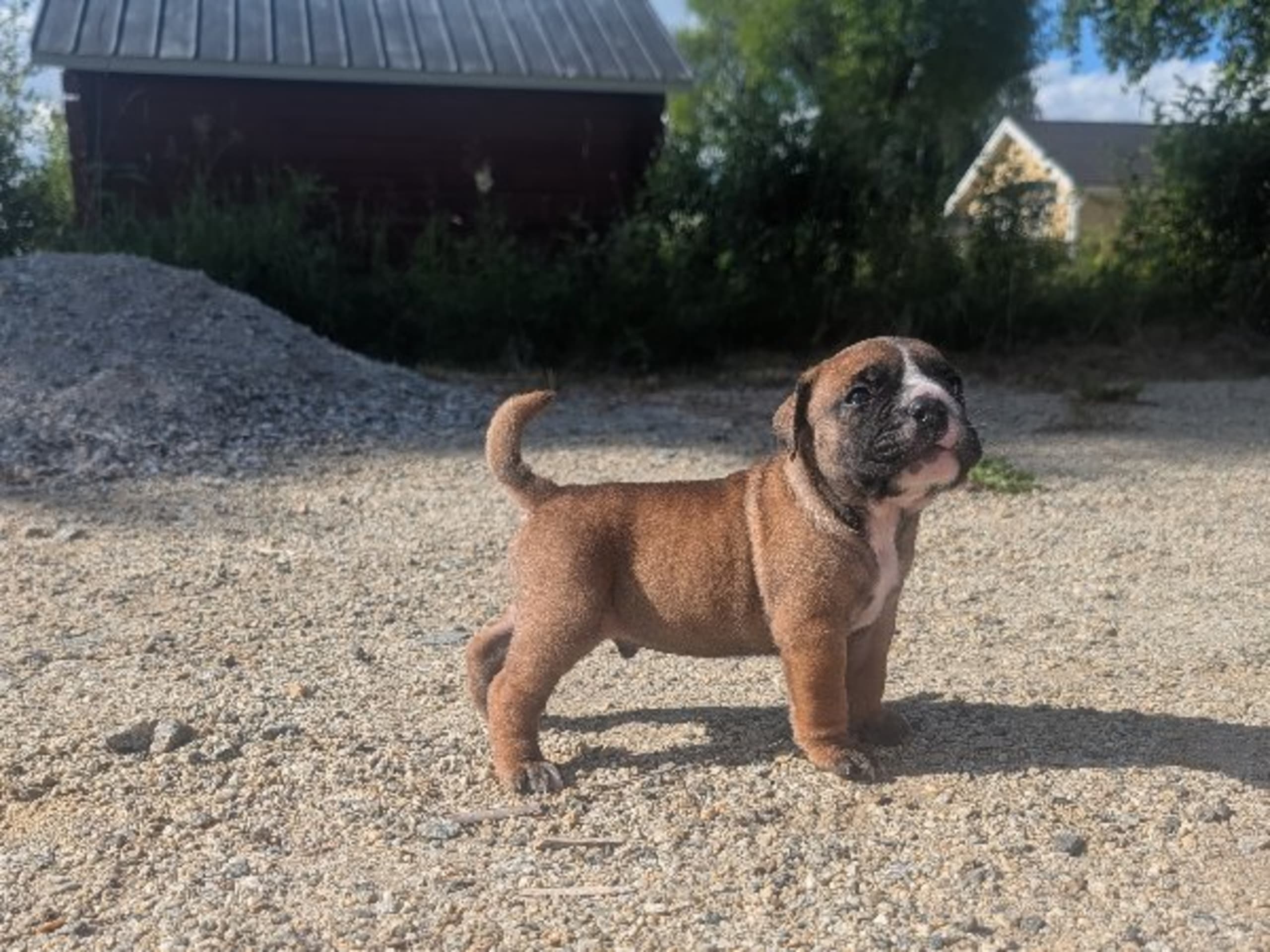 Continental Bulldog · öjebyn · Bennstaff